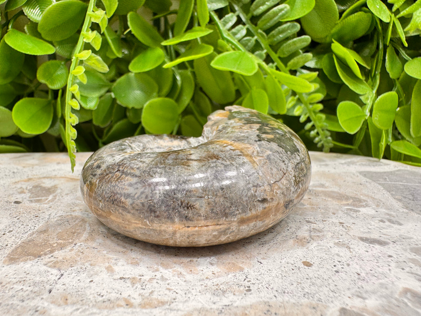 Ammonite Fossil 152g