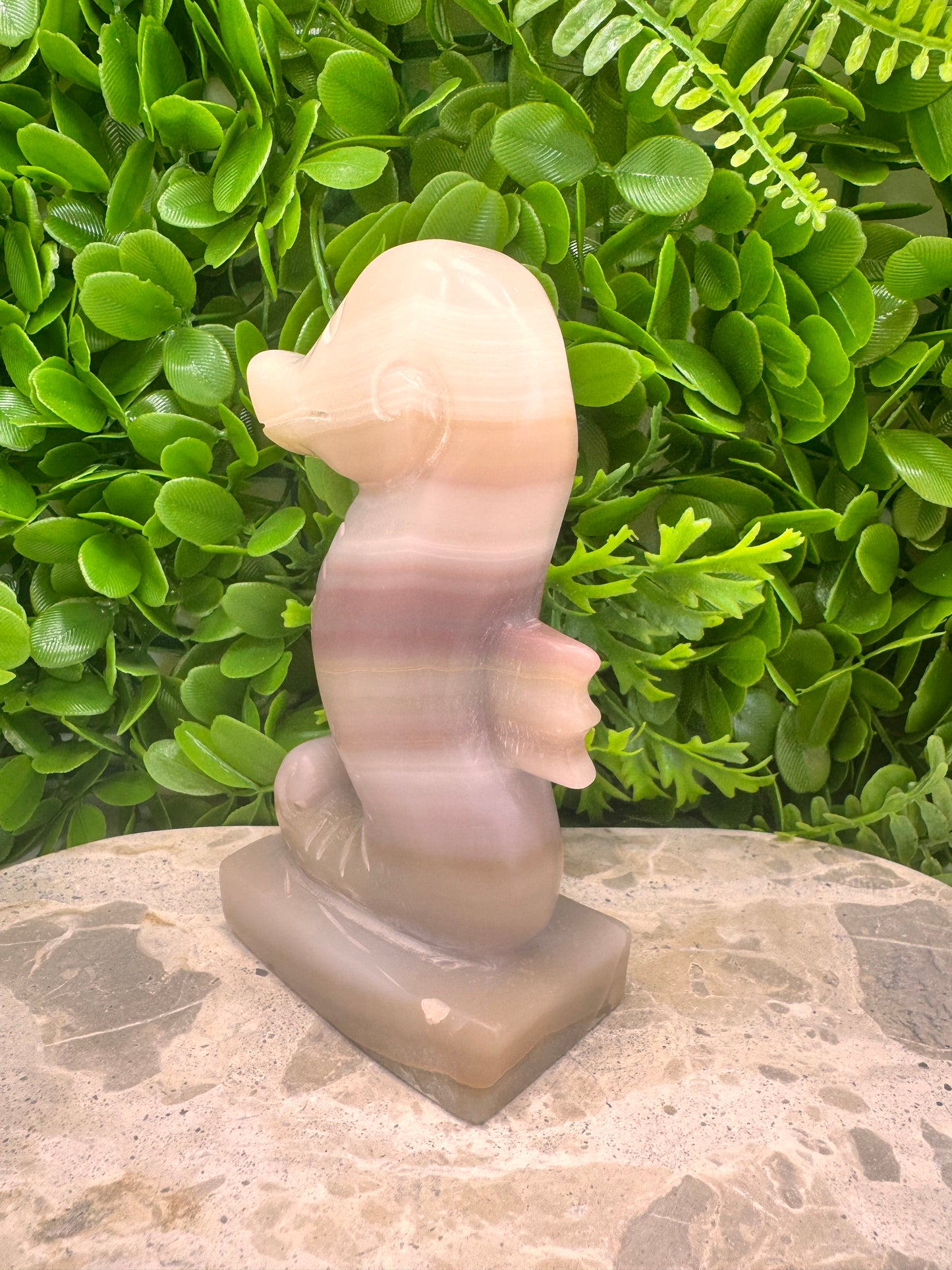 Pink Pistachio Seahorse 656g