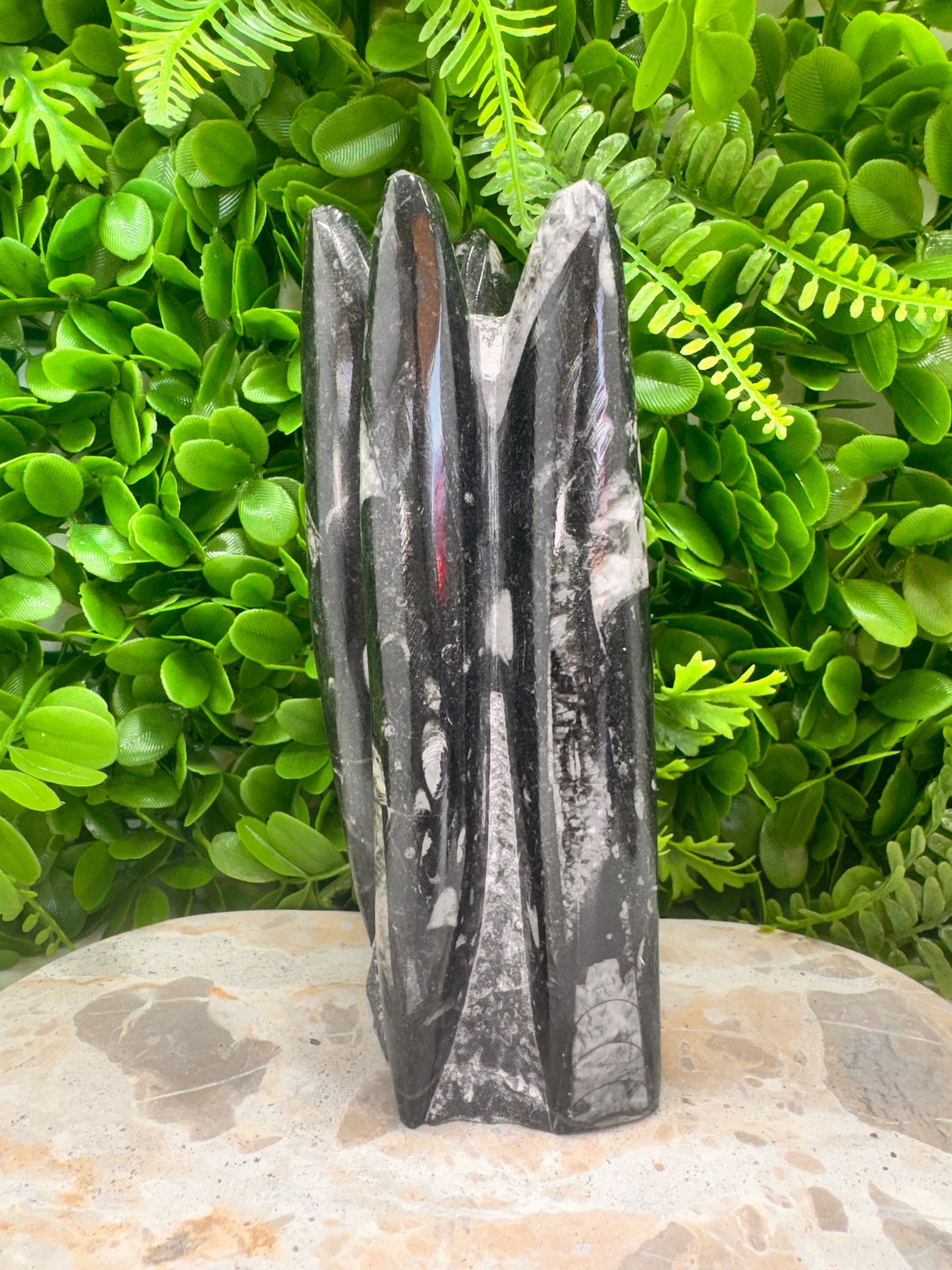 Orthoceras fossil Freeform 1524g