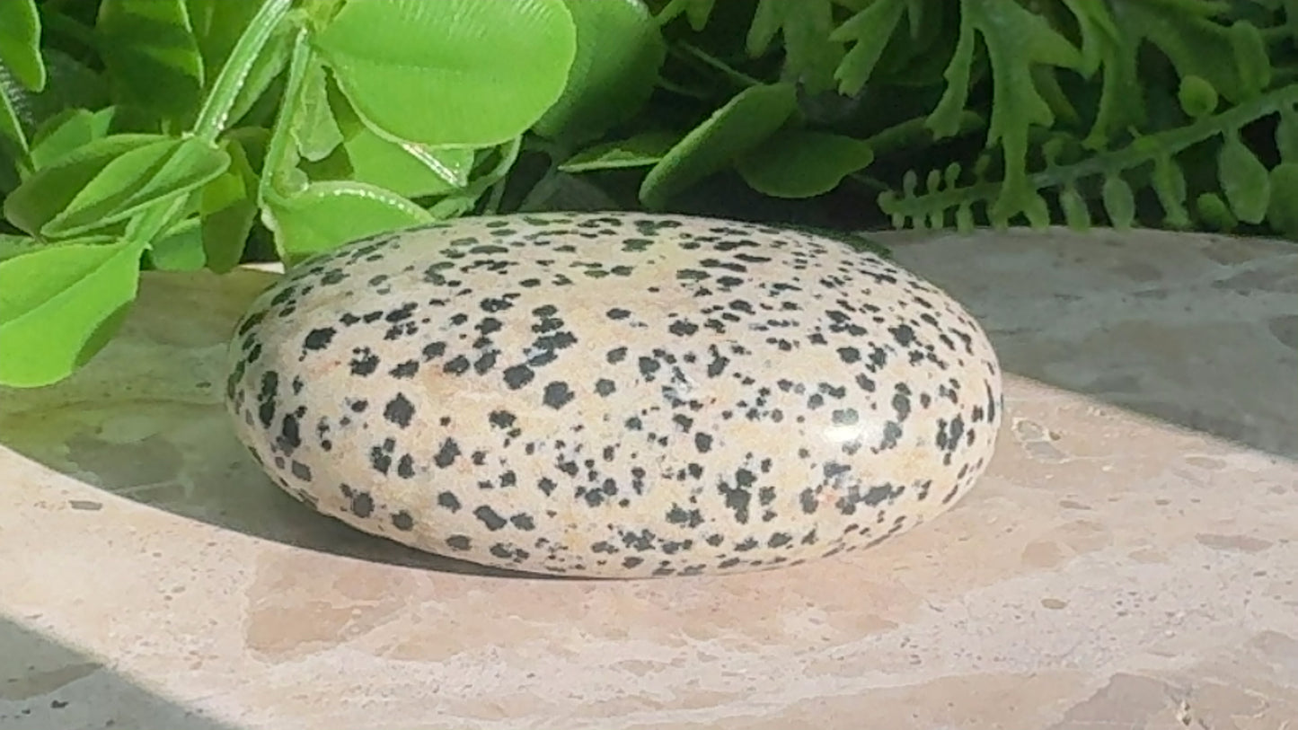 Dalmation Palm Stone 132g