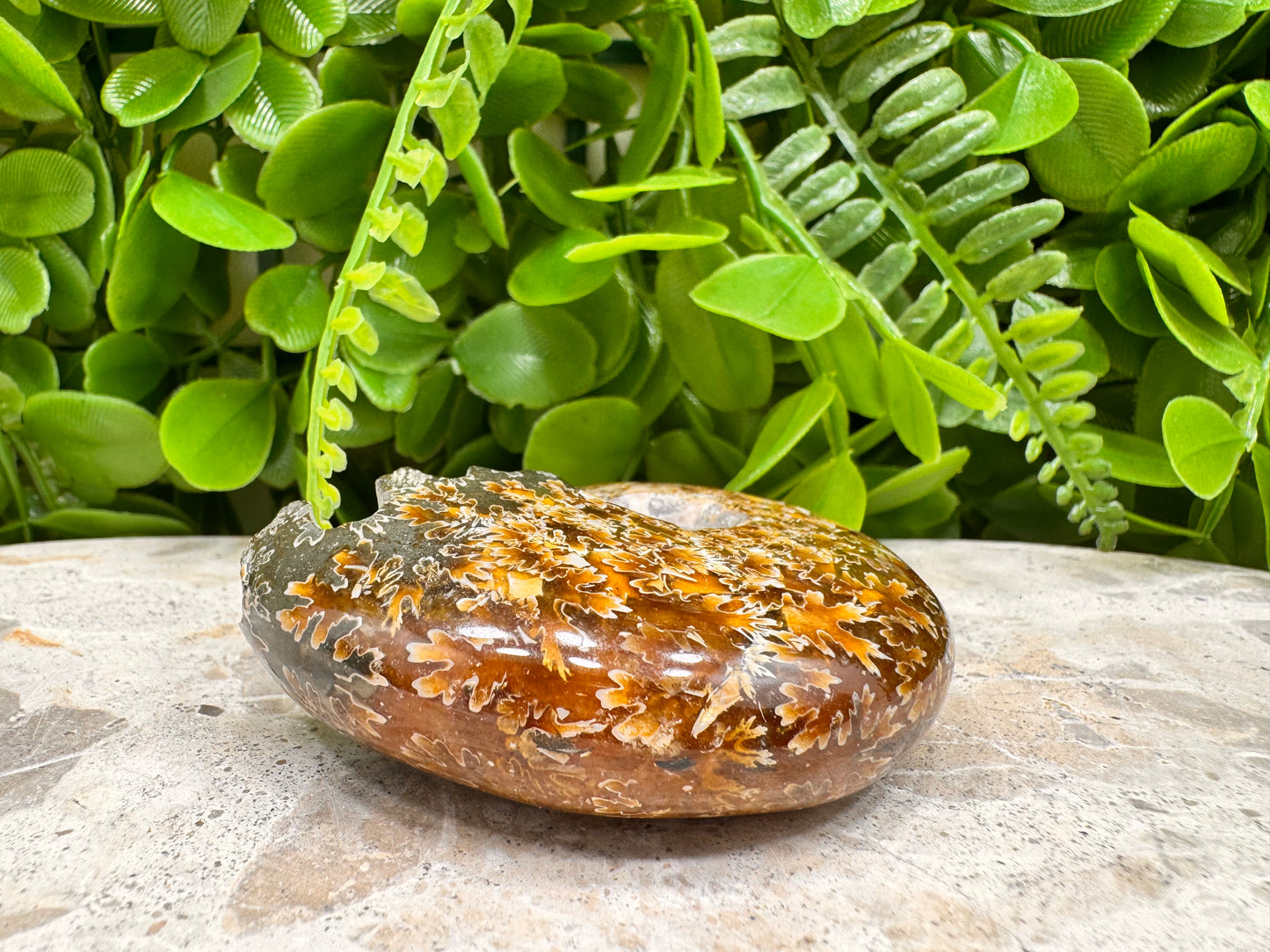 Ammonite Fossil 126g