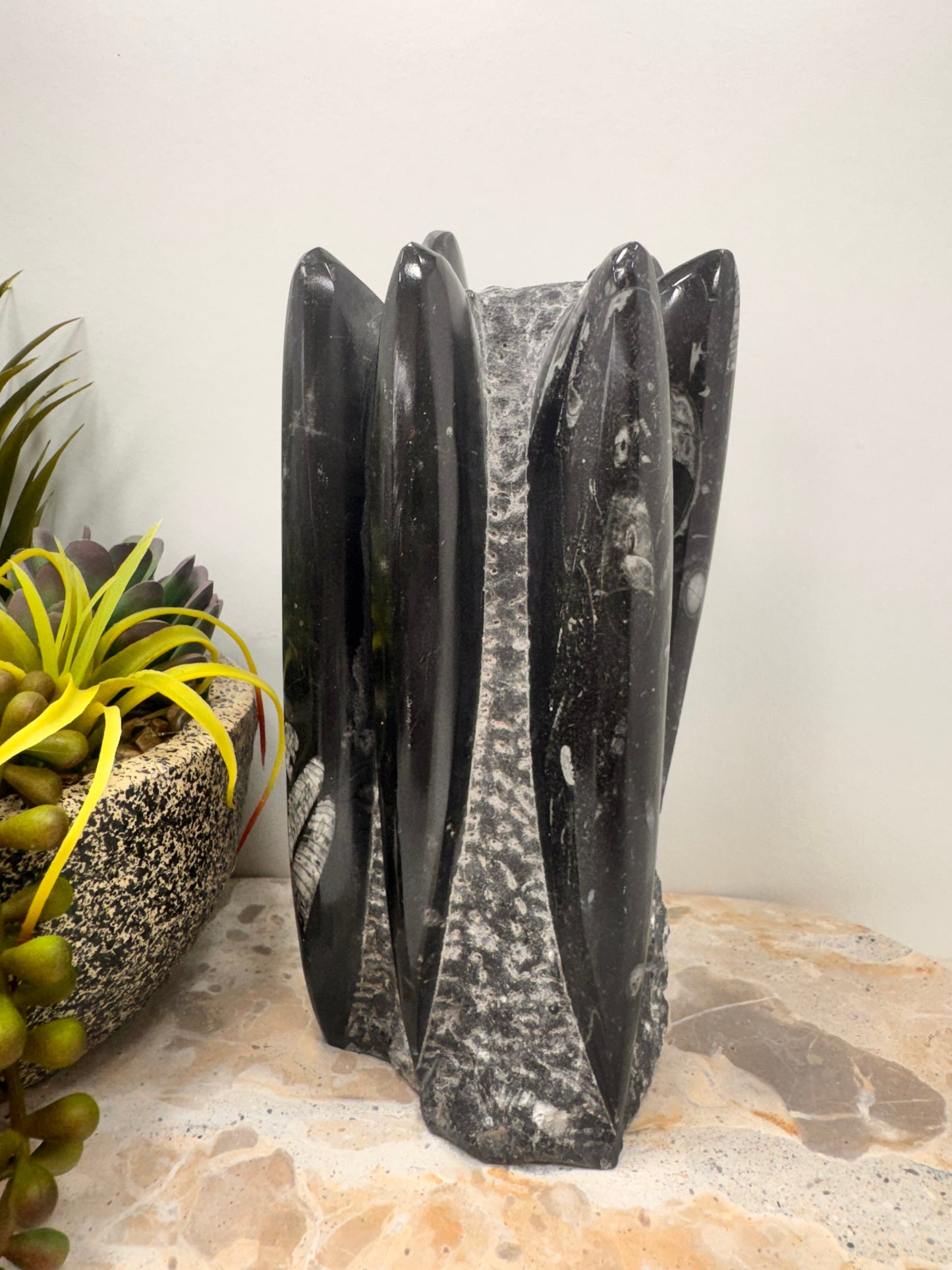 Orthoceras fossil Freeform 1936g