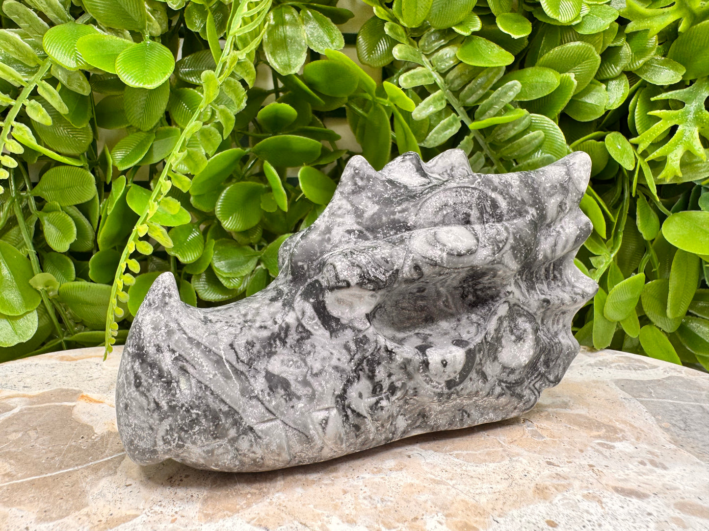 Fossil Dragons Skull 578g