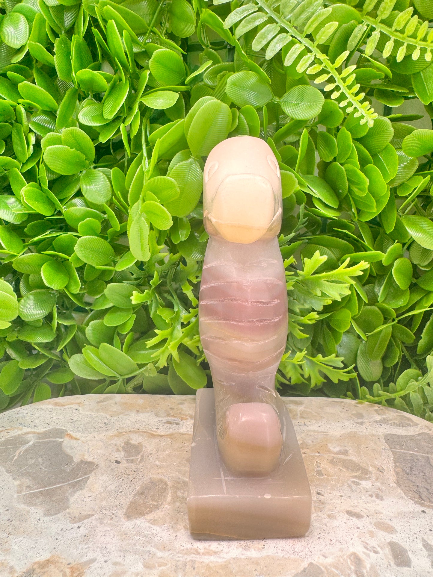Pink Pistachio Seahorse 656g