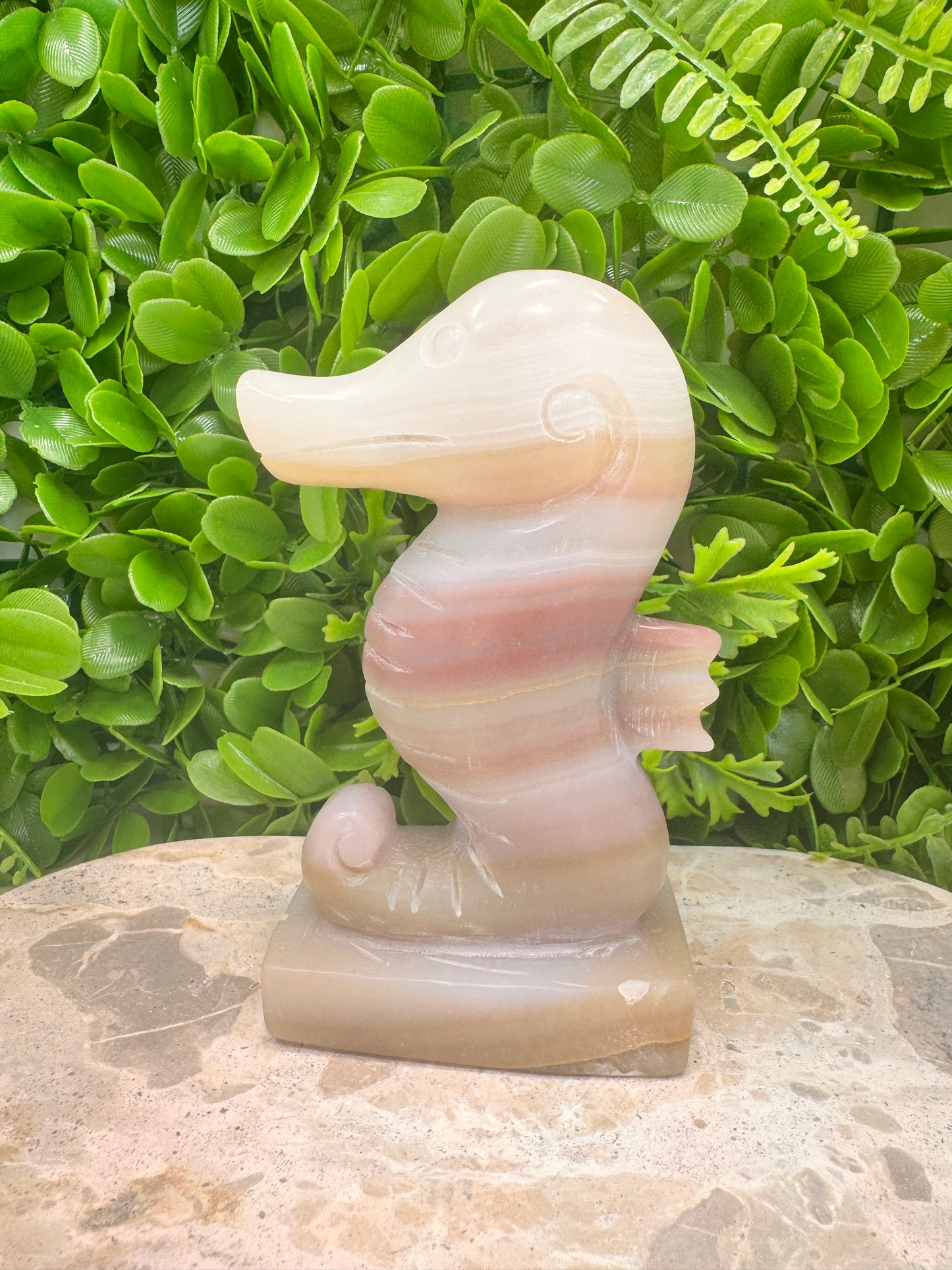 Pink Pistachio Seahorse 656g
