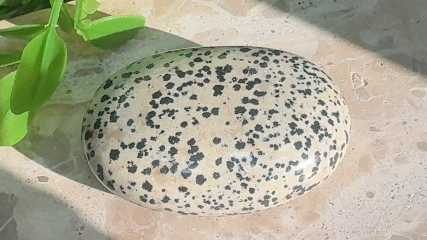 Dalmation Palm Stone 132g