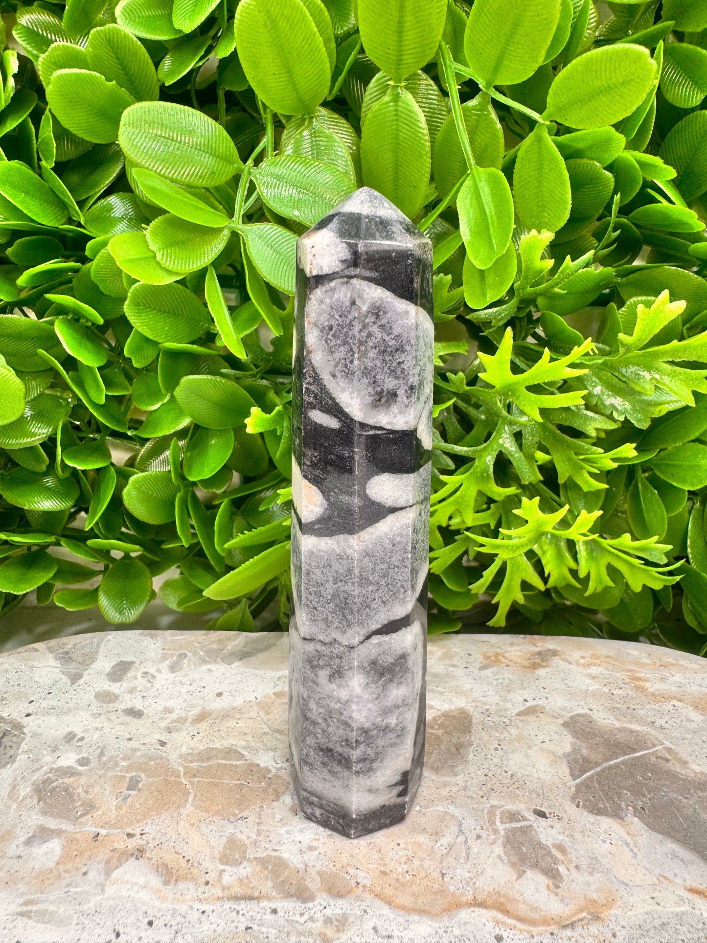 Shell Jasper Tower 186g