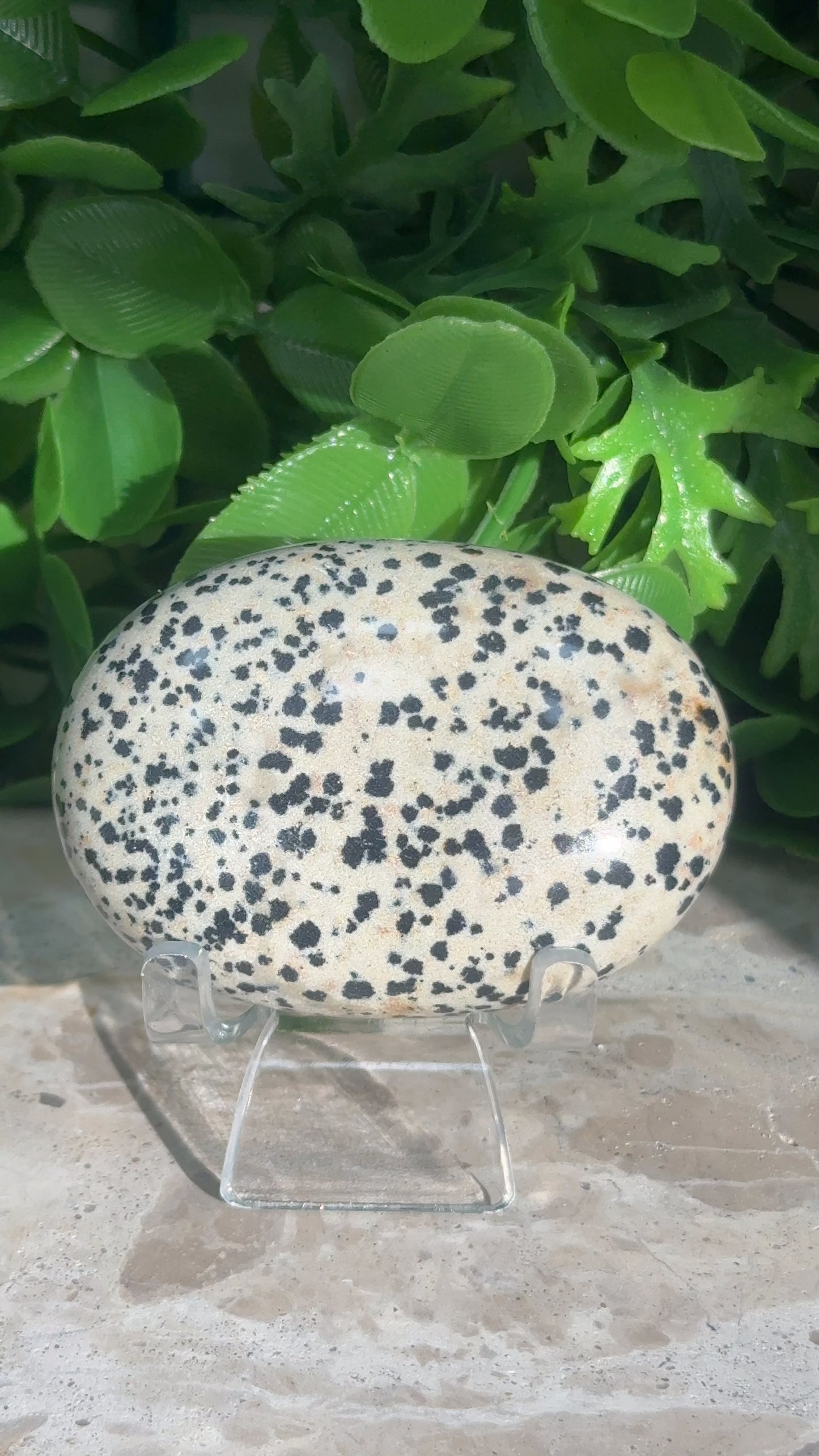 Dalmation Palm Stone 132g