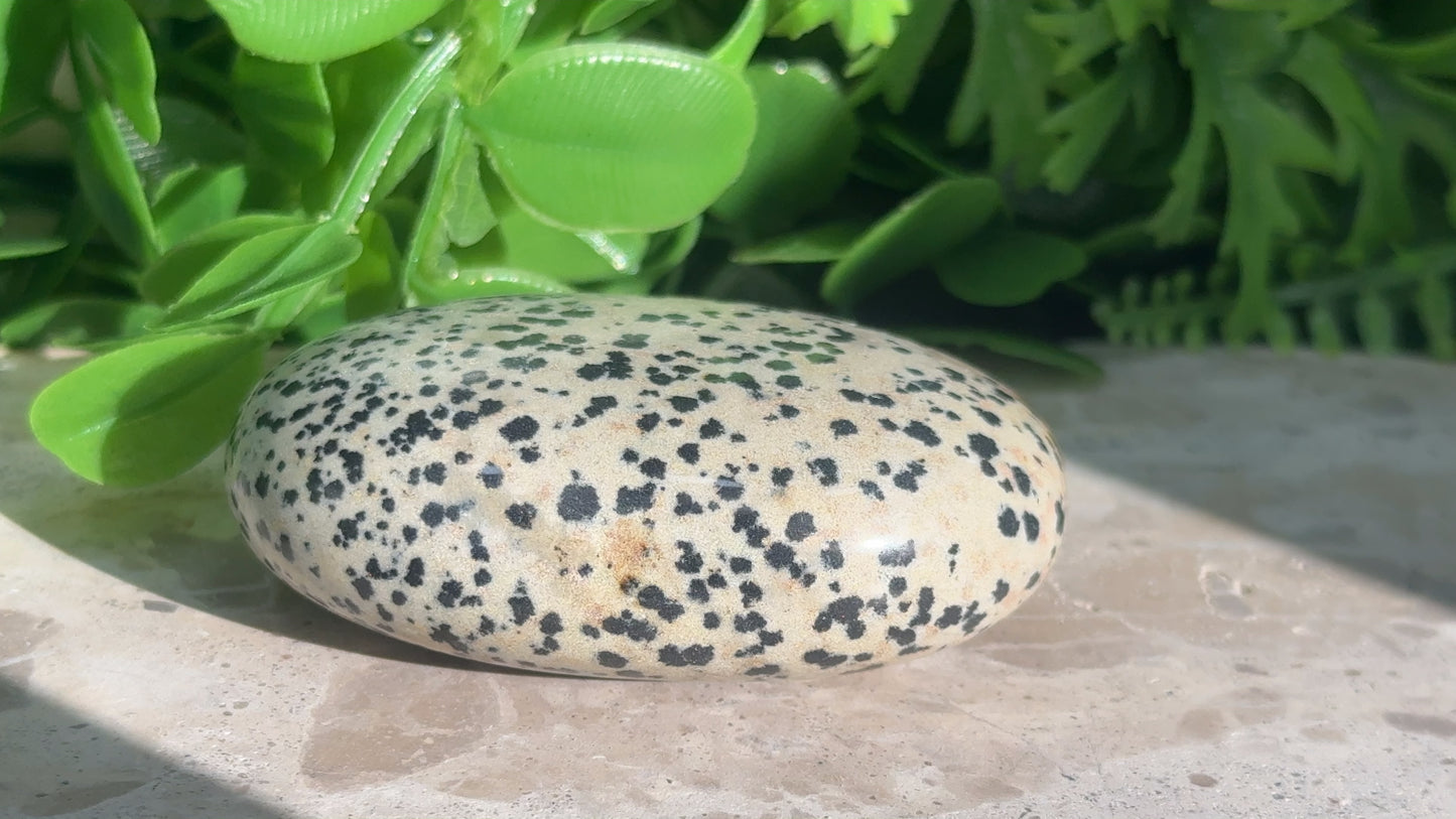 Dalmation Palm Stone 132g