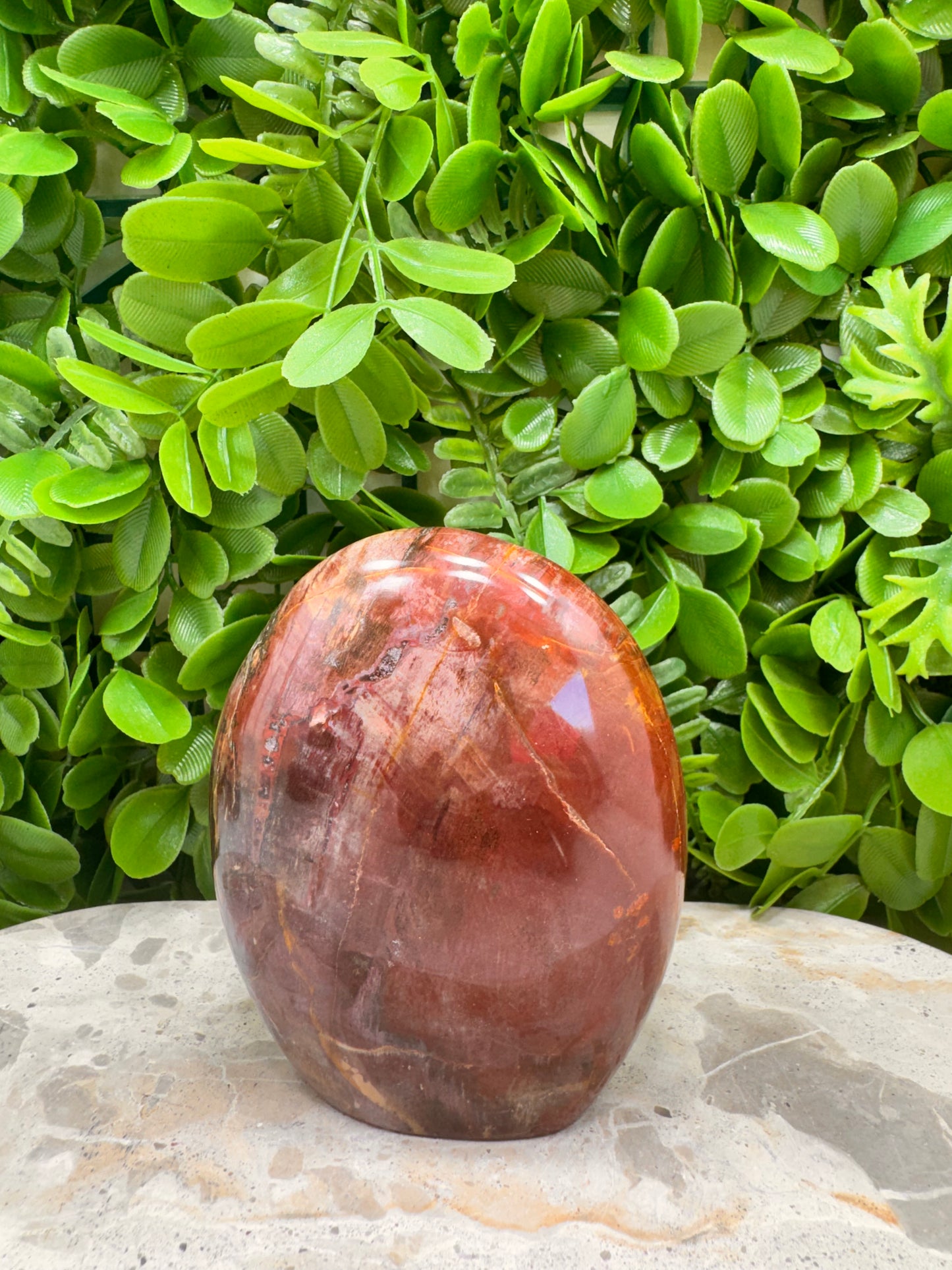 Petrified Wood Freeform 566g