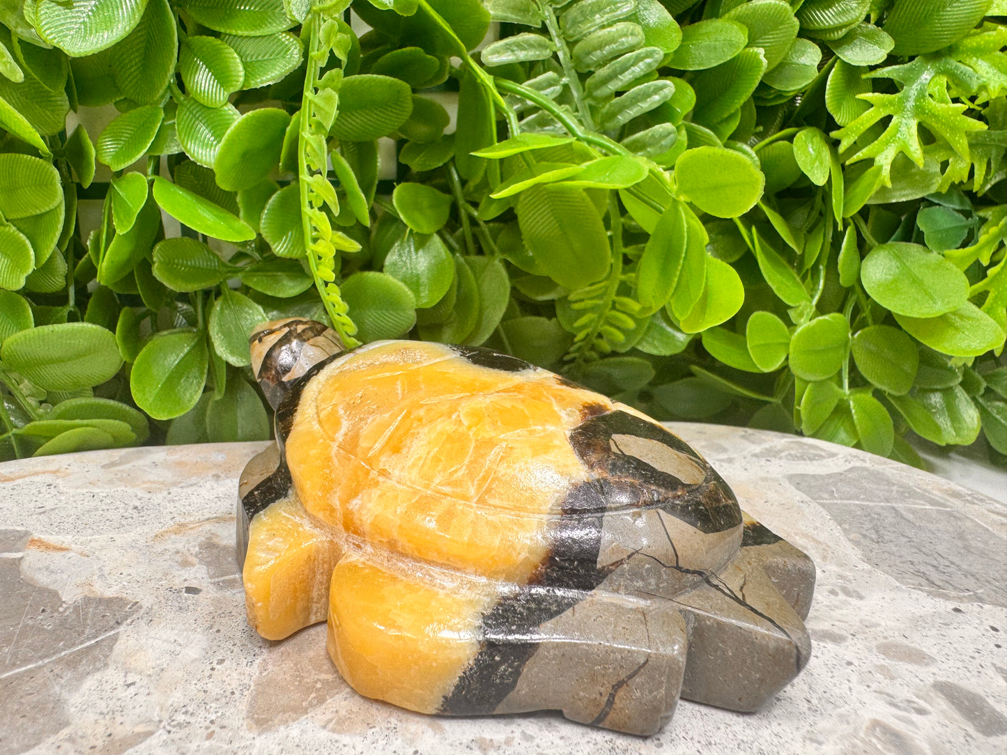 Septarian Turtle 442g