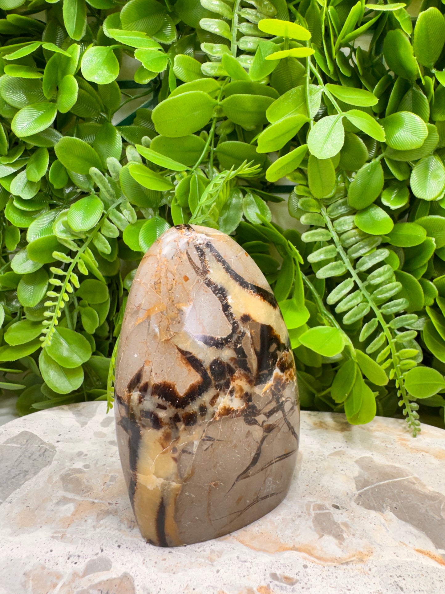 Septarian Freeform 456g