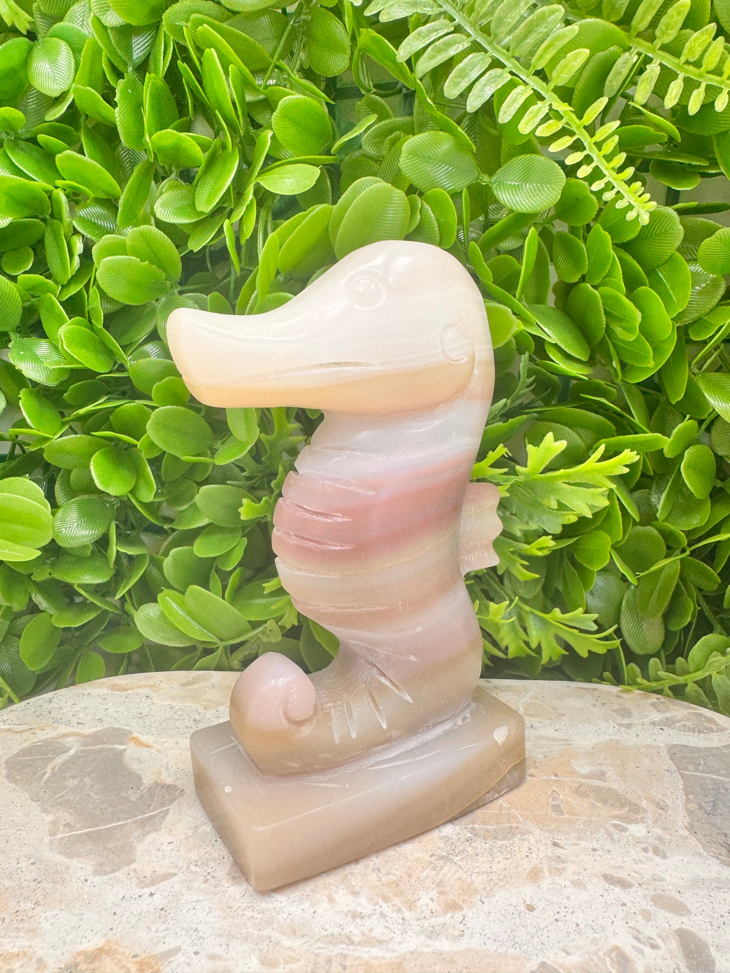 Pink Pistachio Seahorse 656g