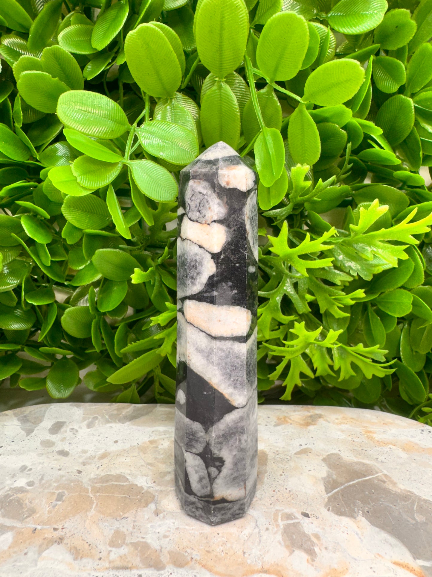 Shell Jasper Tower 186g