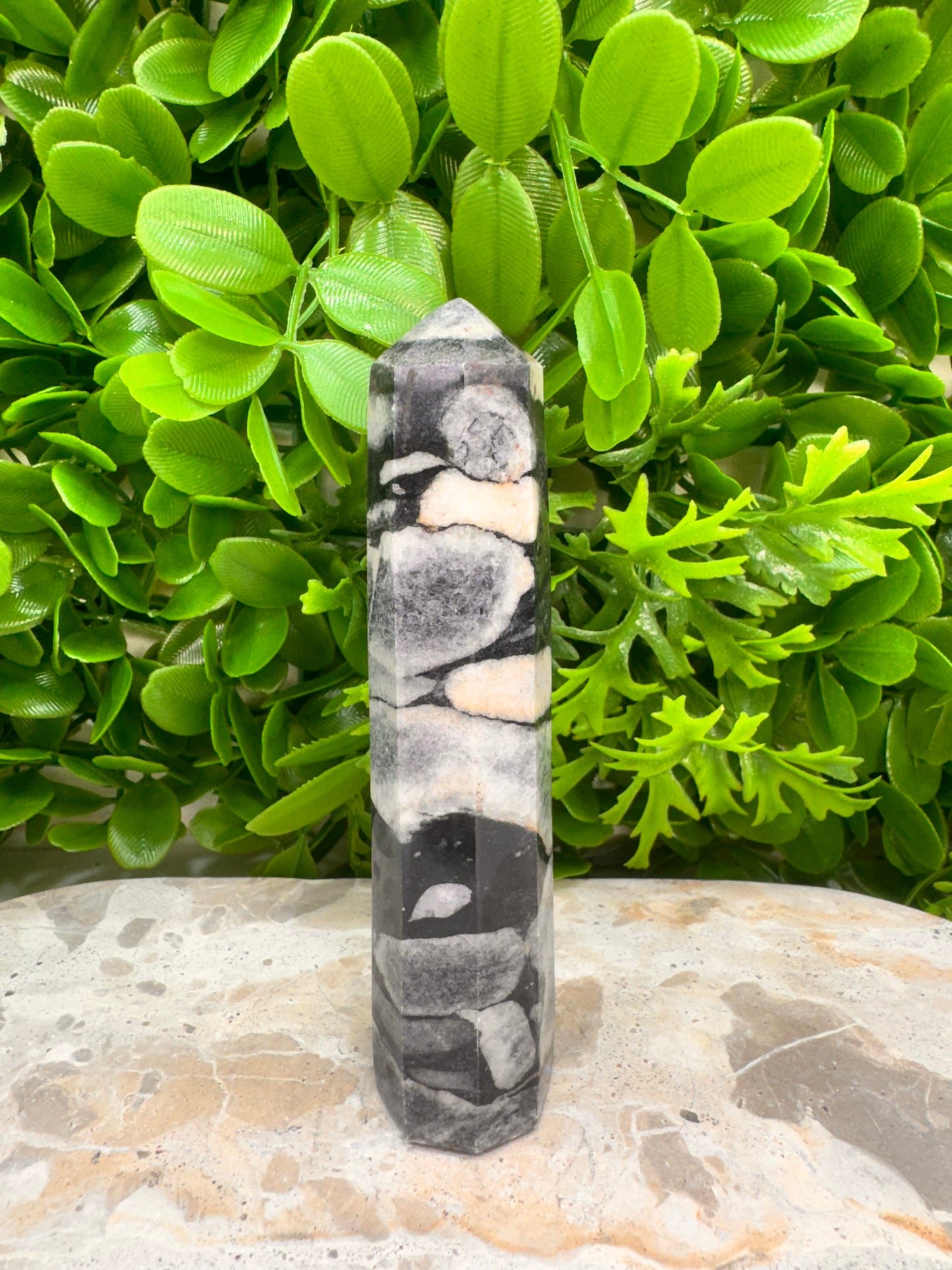 Shell Jasper Tower 186g