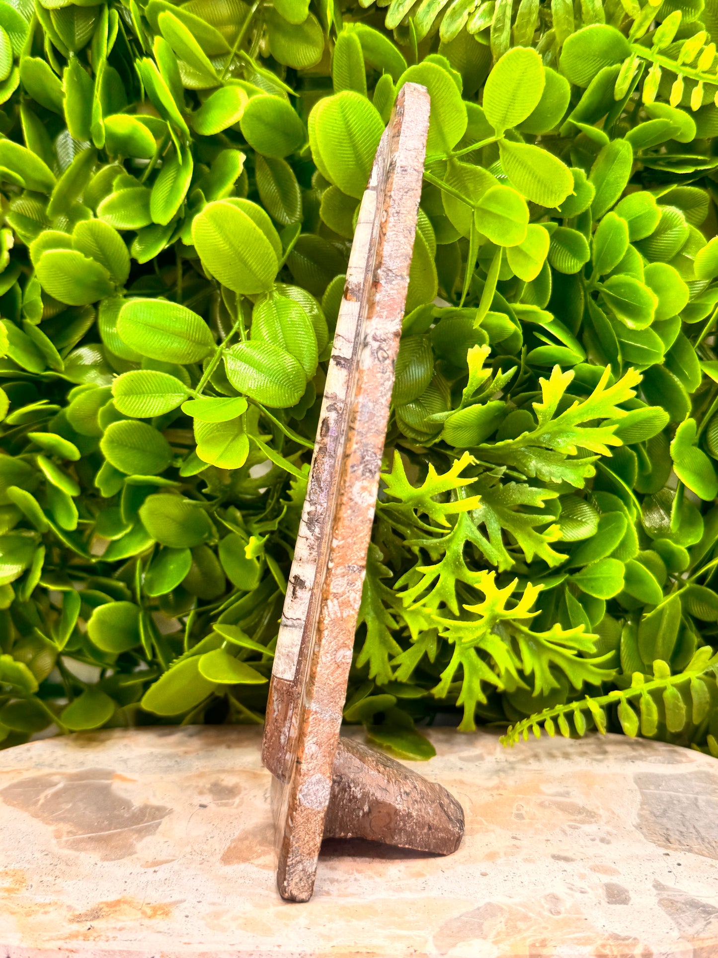 Orthoceras Standing Fossil 280g