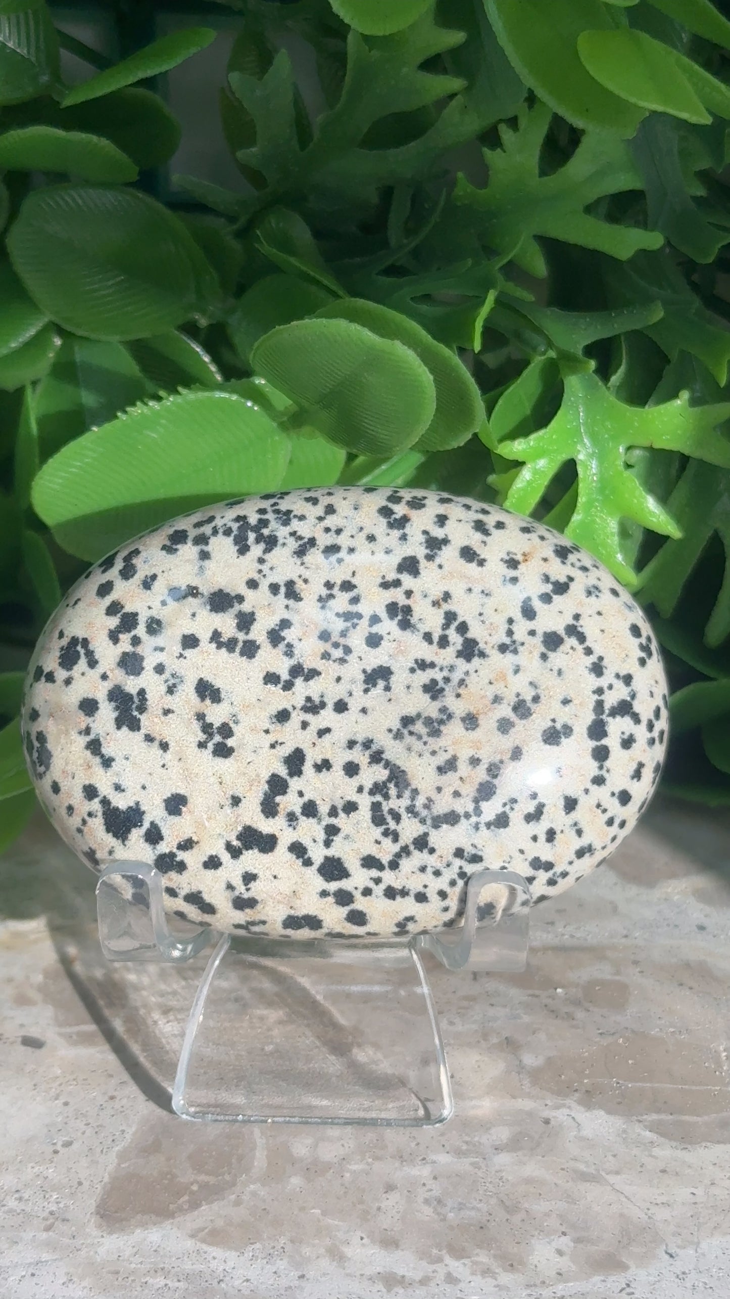 Dalmation Palm Stone 132g