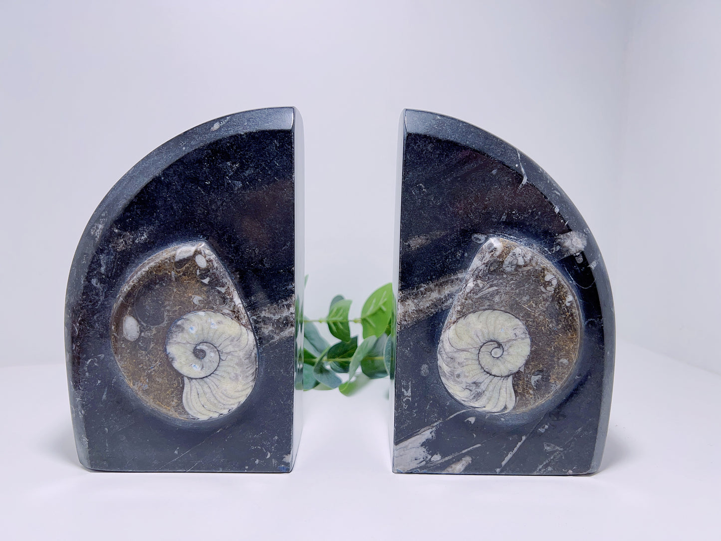 Orthoceras Bookends 3.6kgs