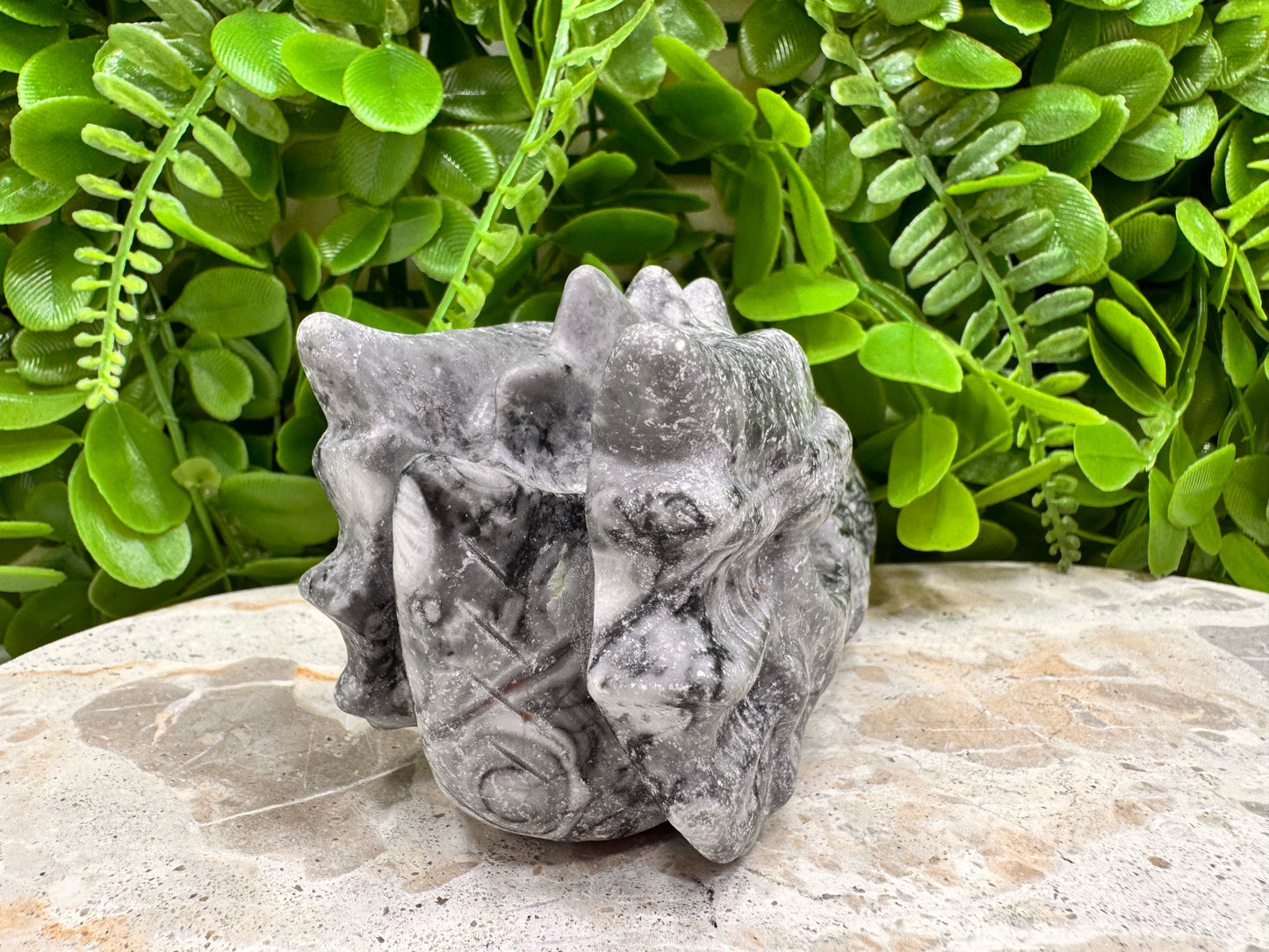 Fossil Dragons Skull 528g