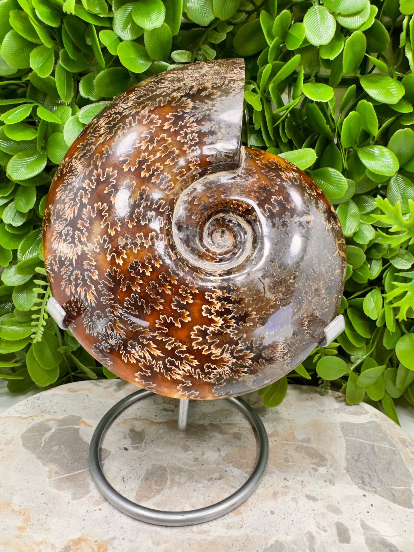 Ammonite 1266g