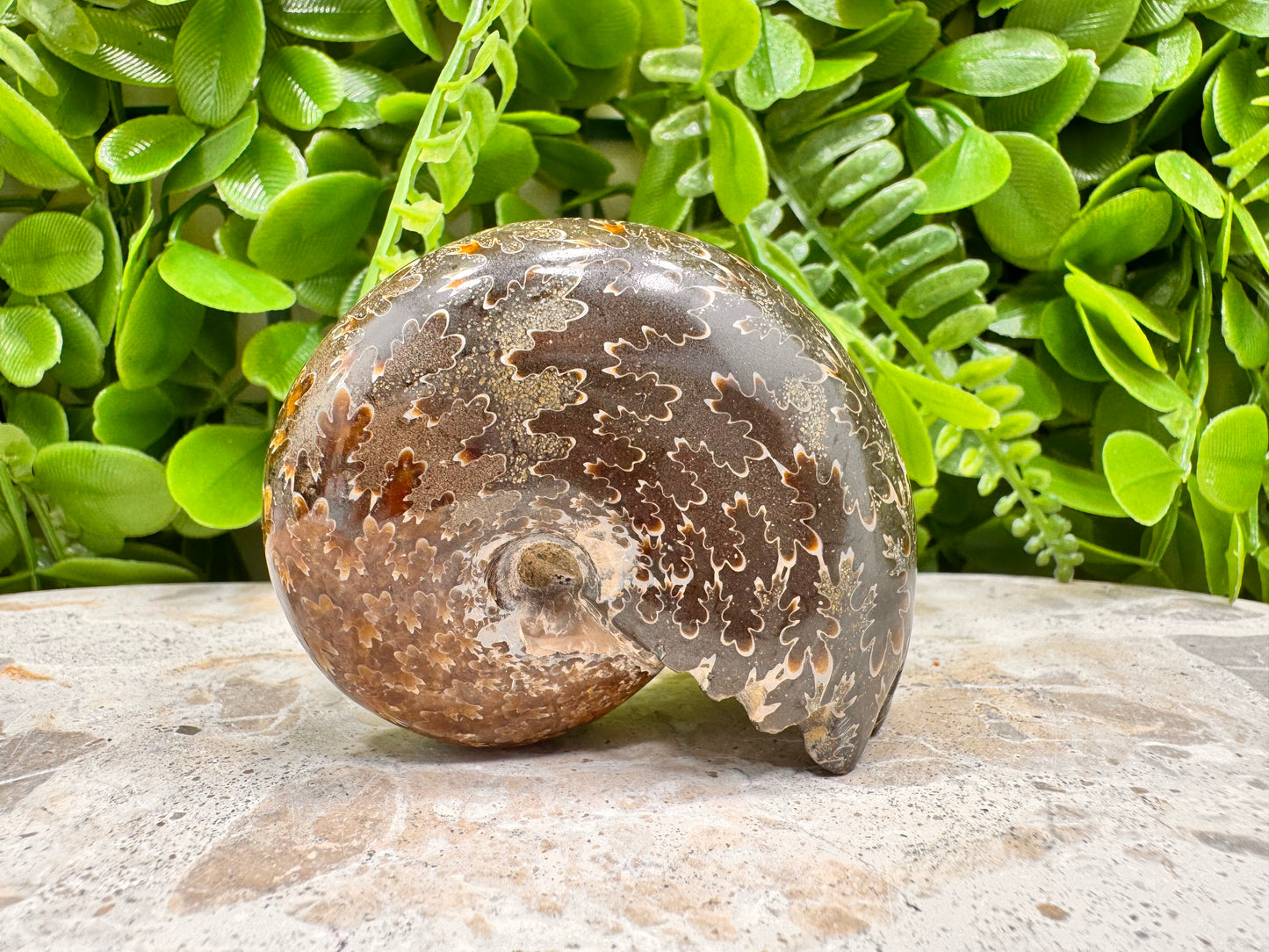 Ammonite Fossil 158g