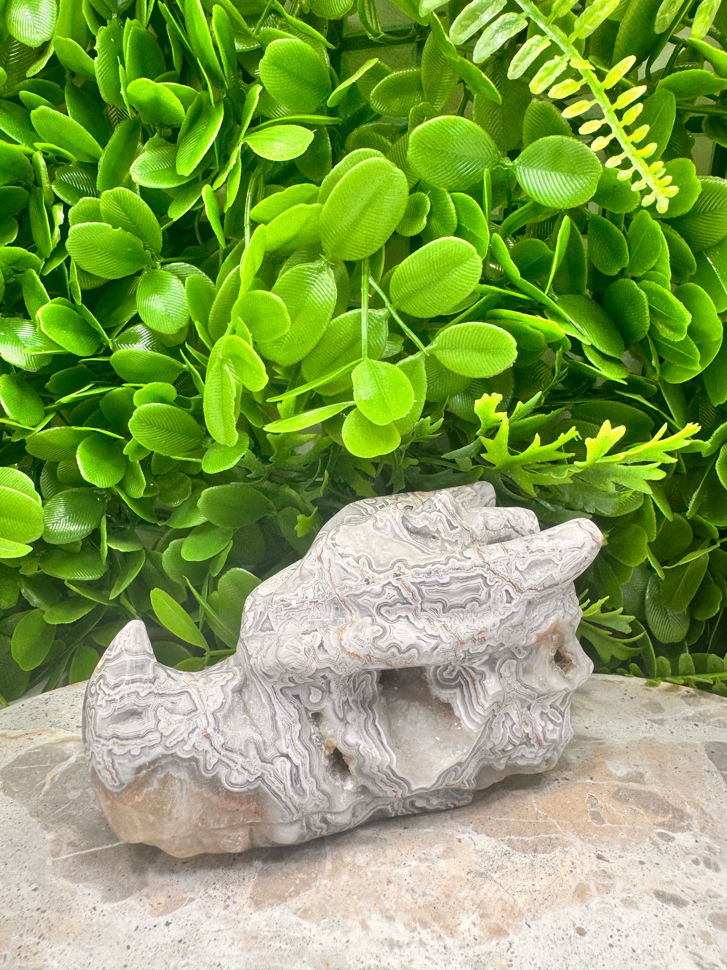 Mexican Agate Druzy Dragon Skull 594g