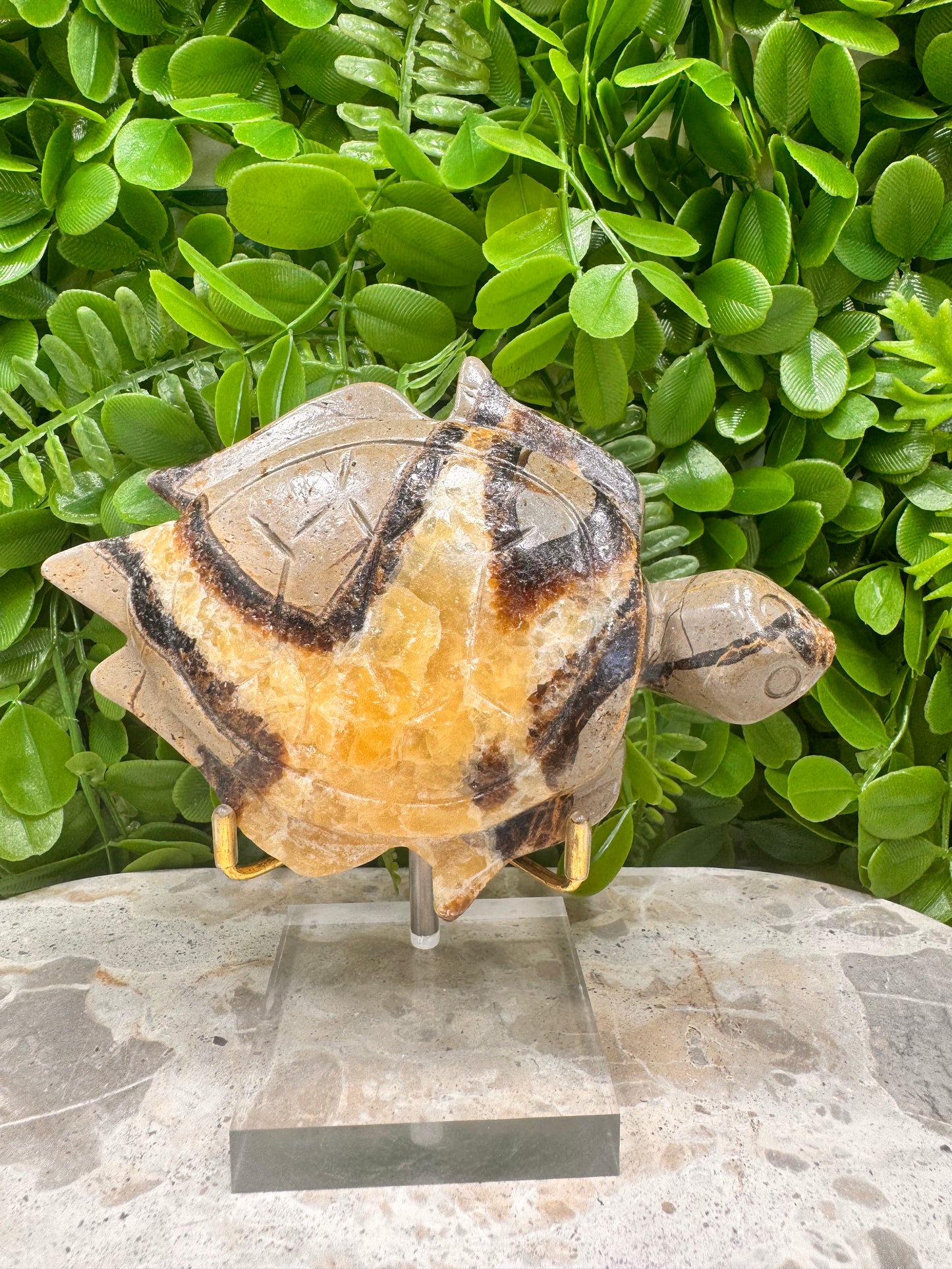 Septarian Turtle 418g