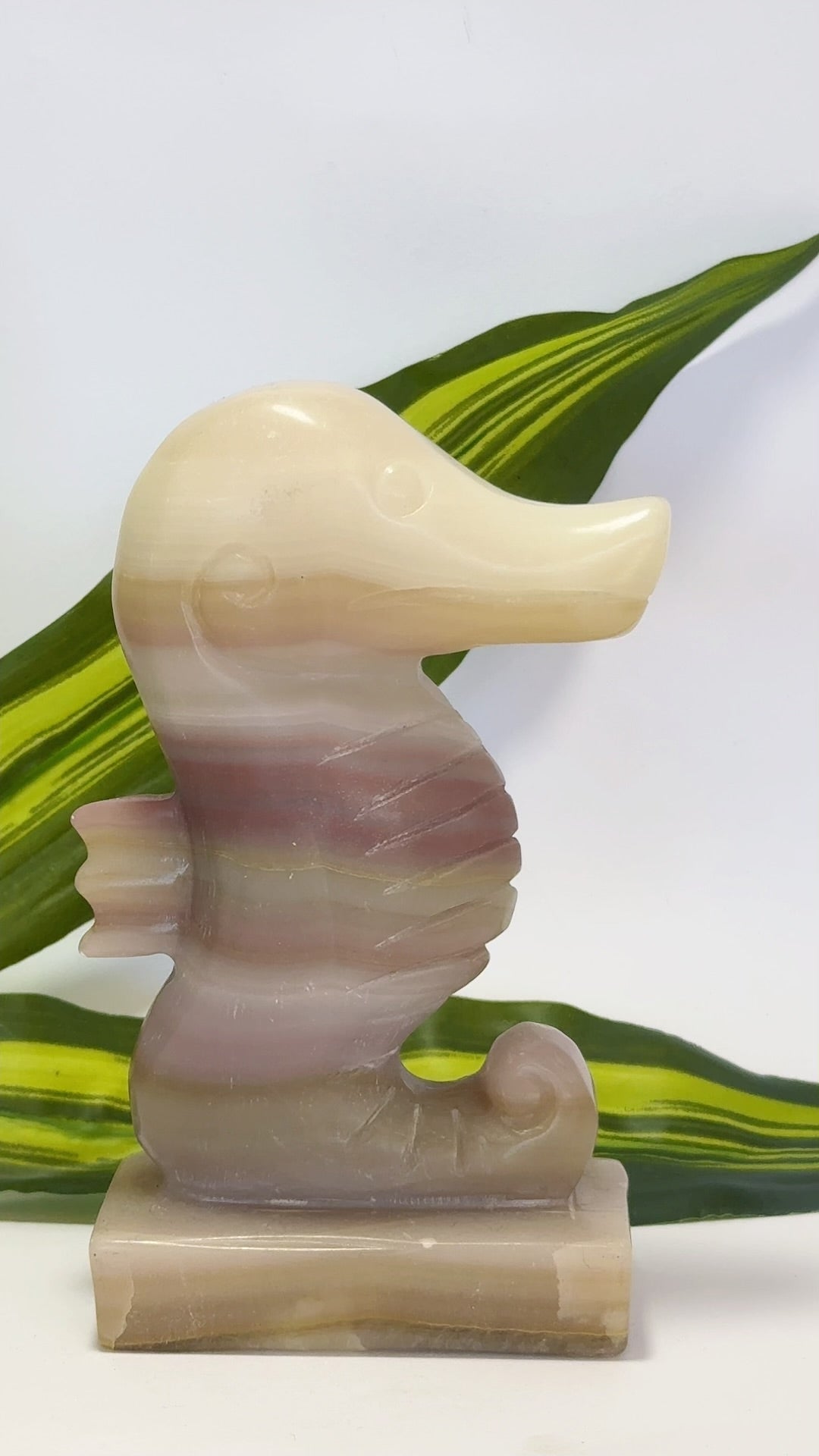 Pink Pistachio Seahorse 656g