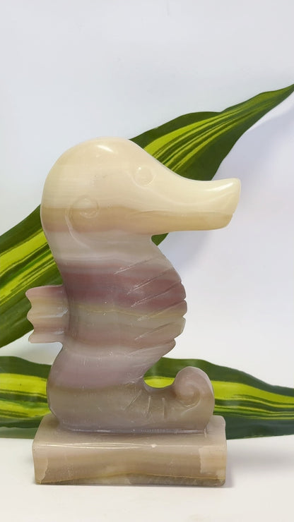 Pink Pistachio Seahorse 656g