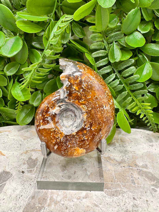 Ammonite Fossil 126g