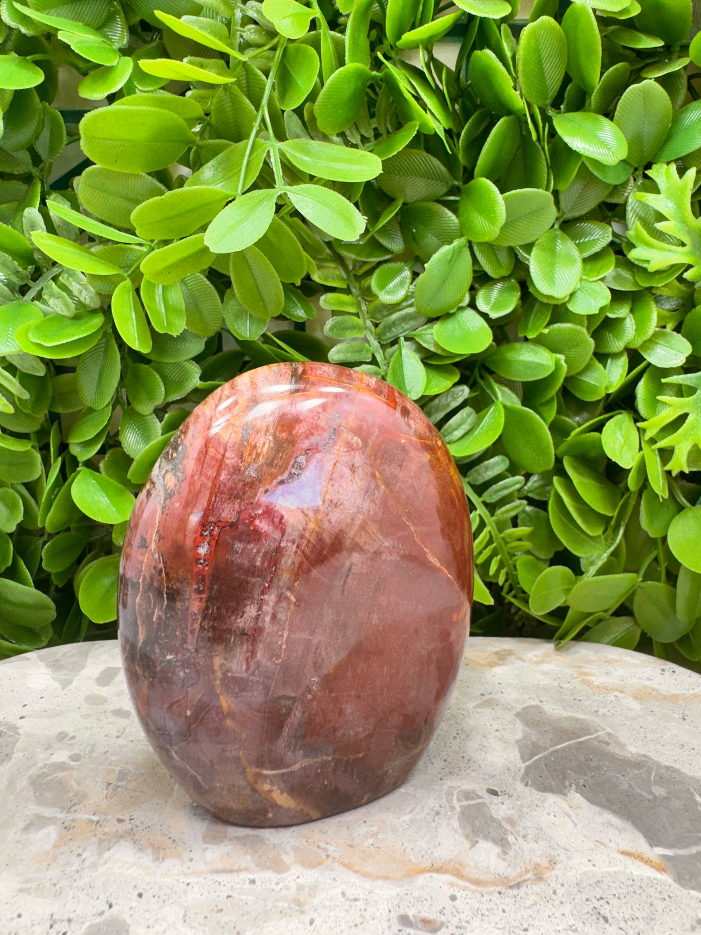 Petrified Wood Freeform 566g