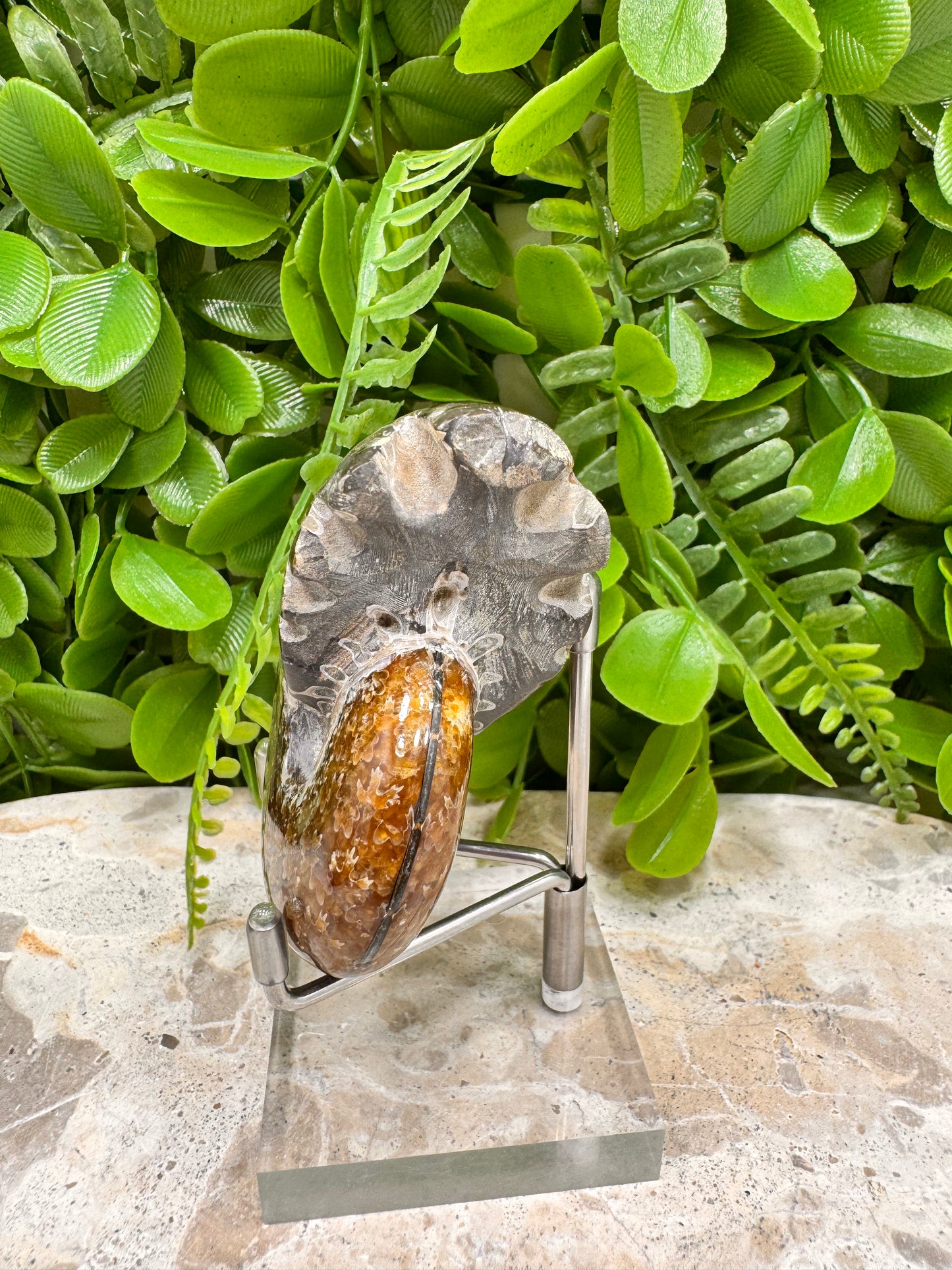 Ammonite Fossil 158g