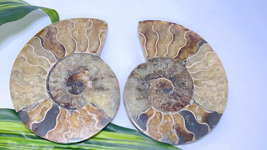 Ammonite Fossil 320g