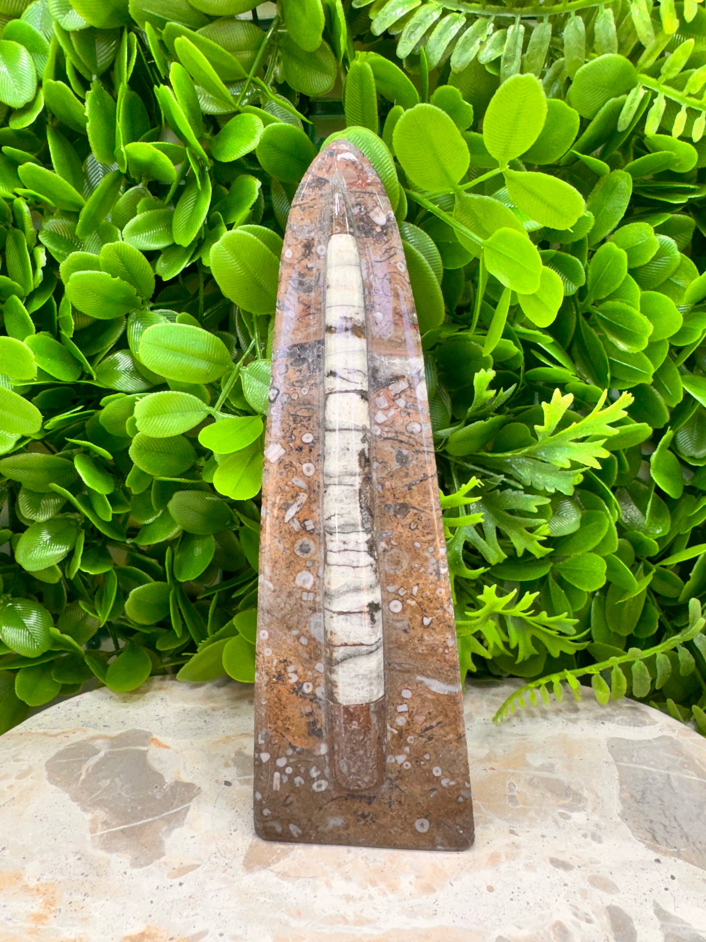 Orthoceras Standing Fossil 280g