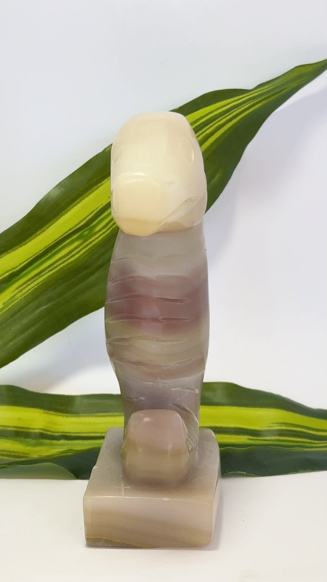 Pink Pistachio Seahorse 656g