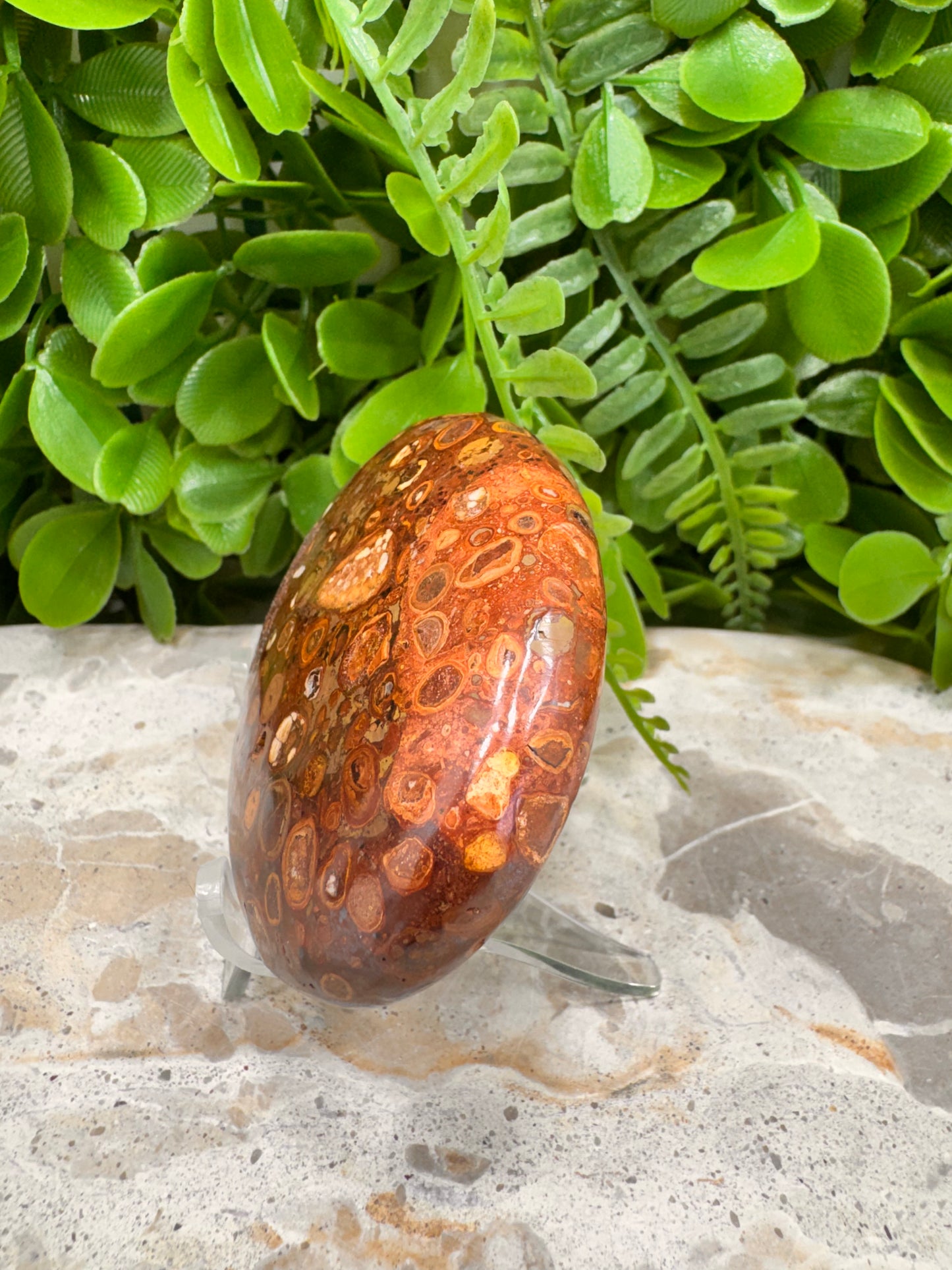 Coral Fossil Japser Palmstone 168g