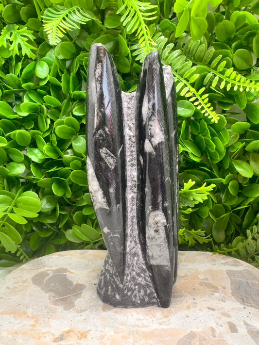 Orthoceras fossil Freeform 1524g