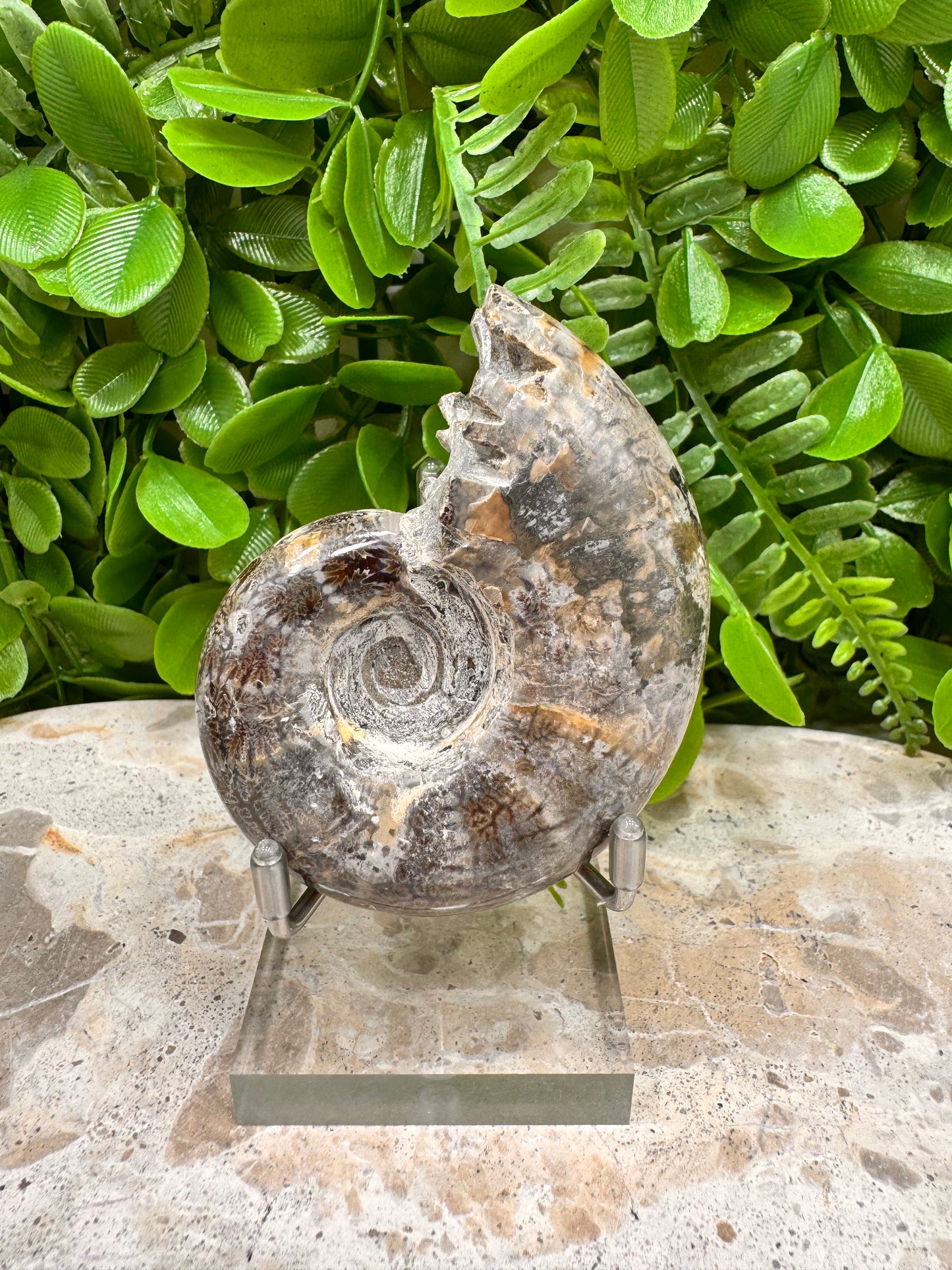 Ammonite Fossil 152g