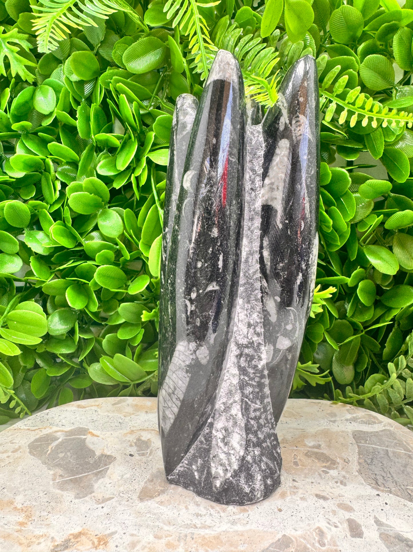 Orthoceras fossil Freeform 1524g