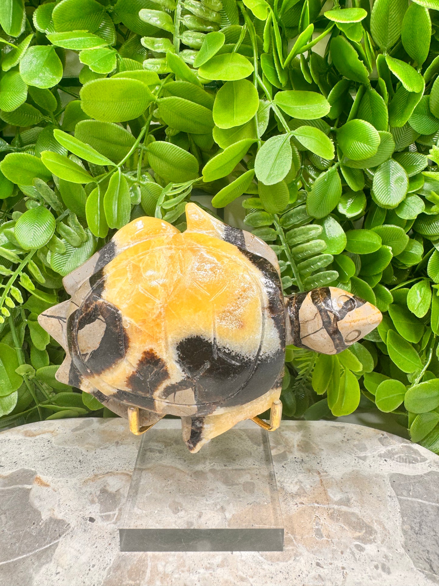Septarian Turtle 442g