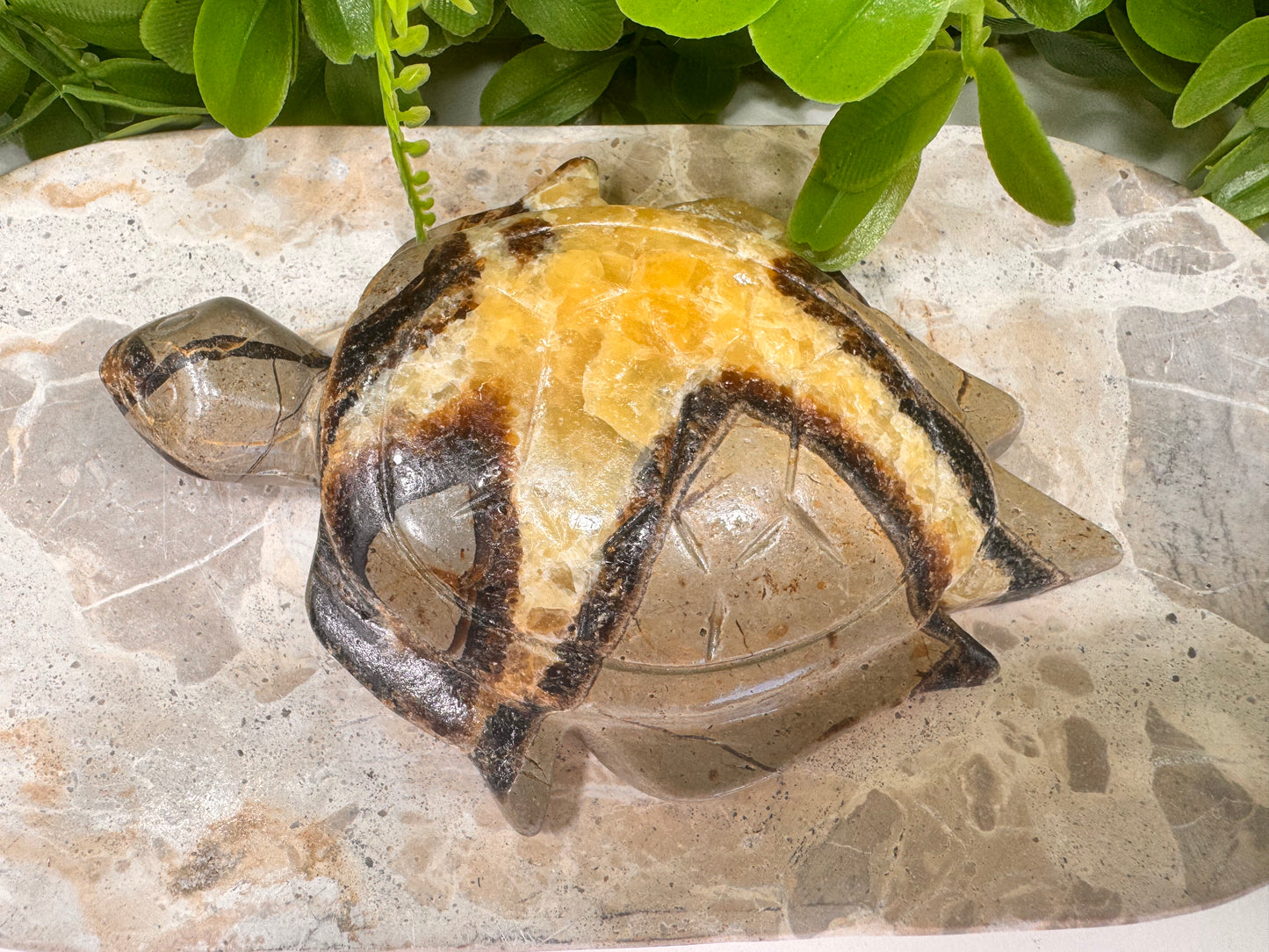 Septarian Turtle 418g