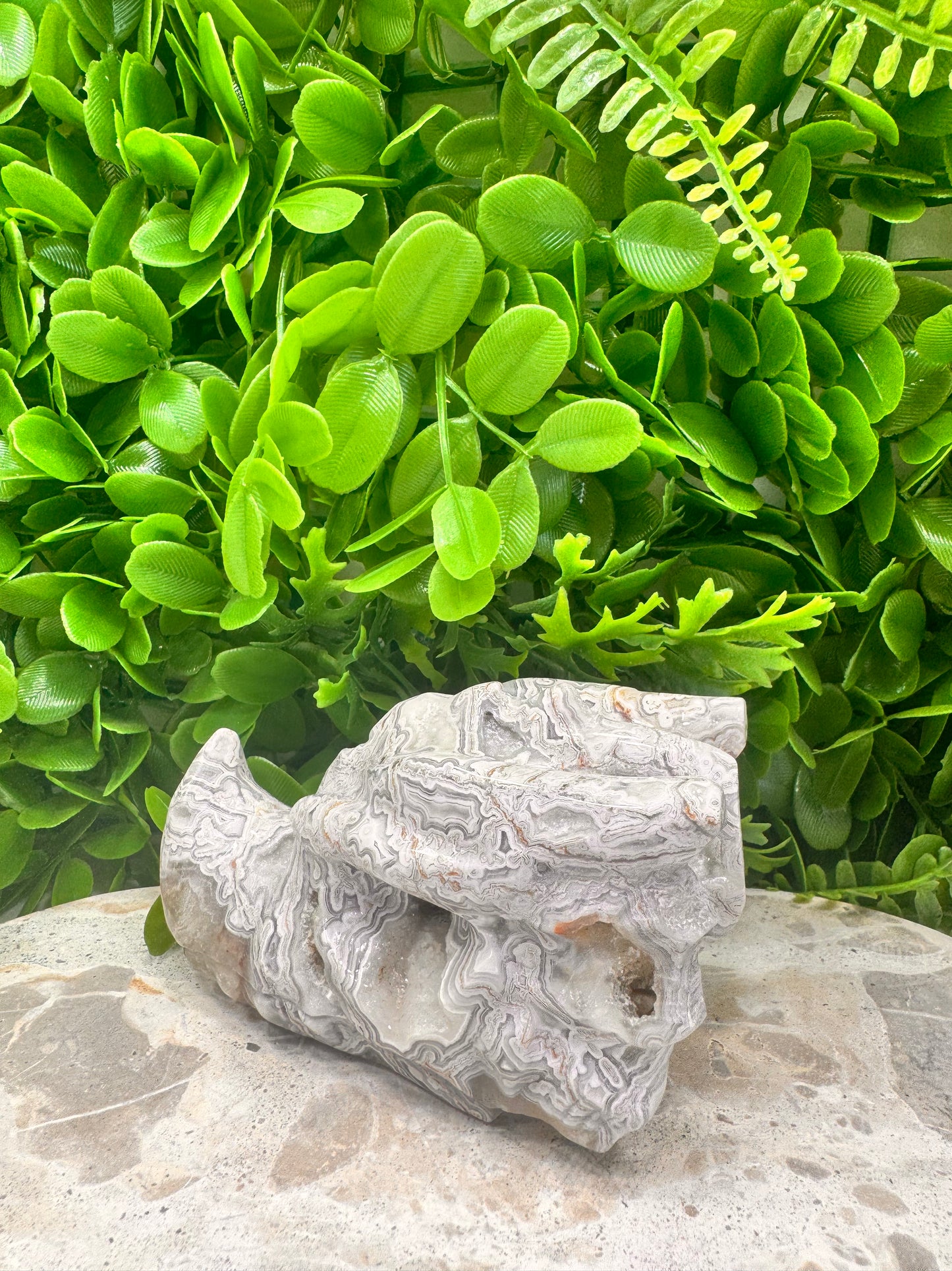 Mexican Agate Druzy Dragon Skull 594g