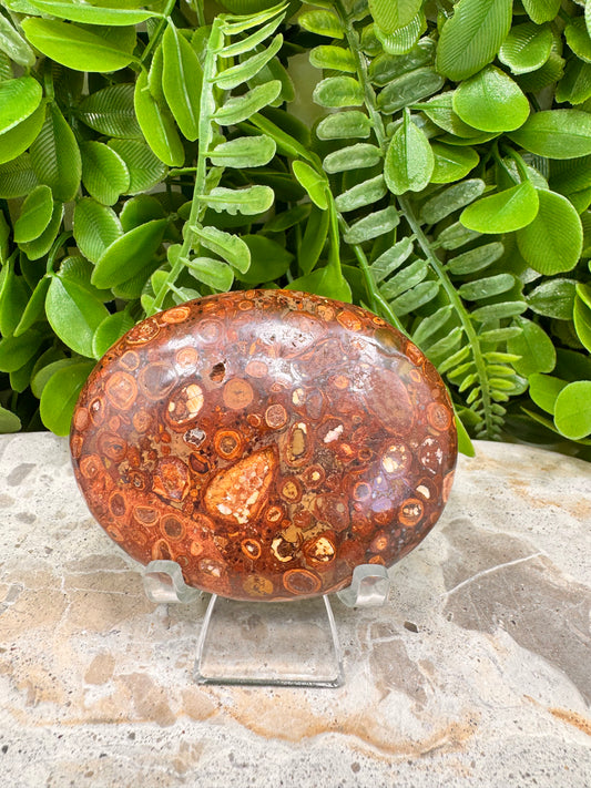 Coral Fossil Japser Palmstone 168g