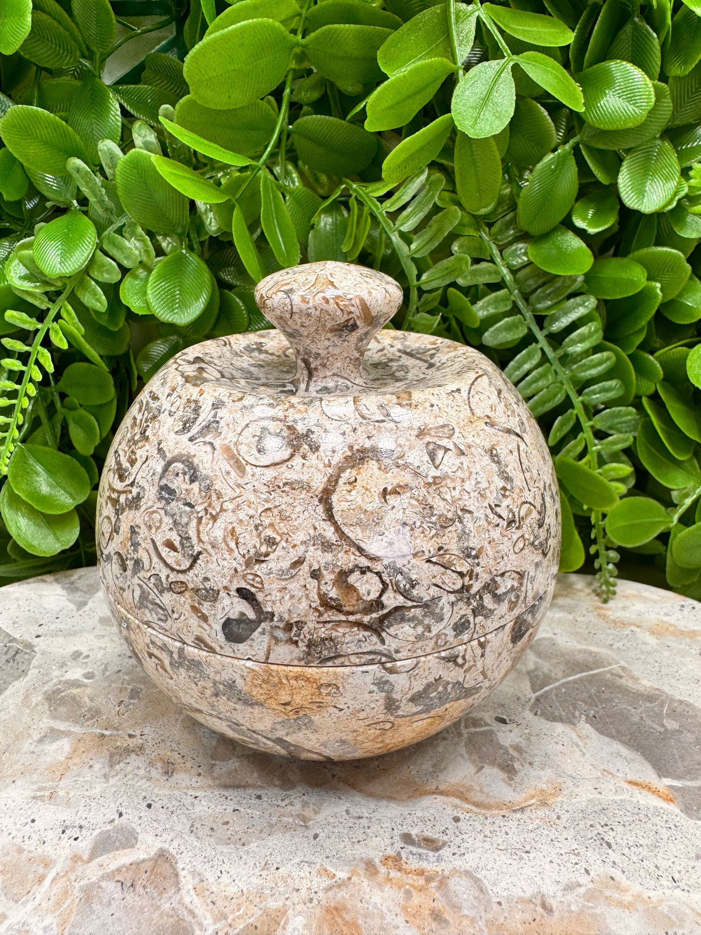 Coral Shell Apple Bowl with Lid 556g
