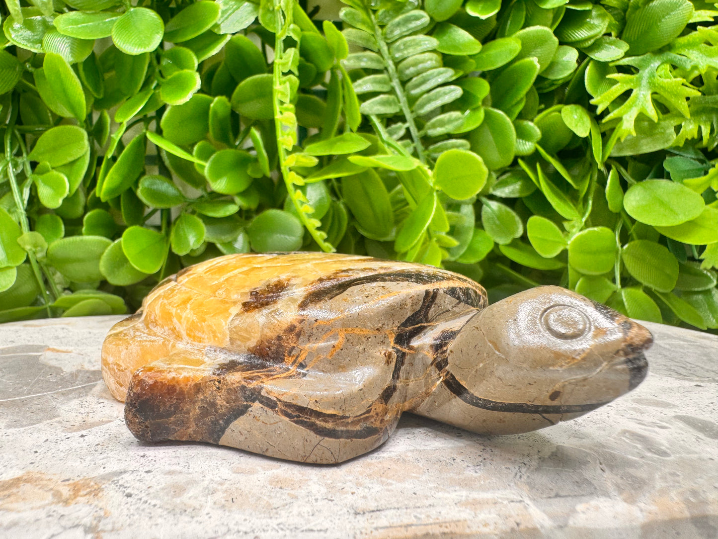 Septarian Turtle 418g