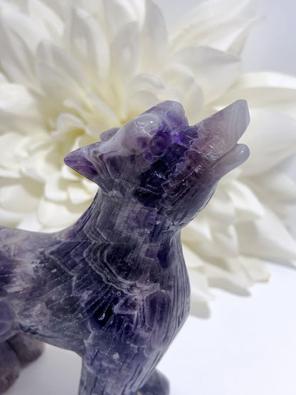 Chevron Amethyst Wolf 821g