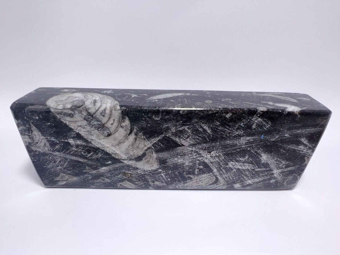 Orthoceras Fossil 3 Tealight Holder