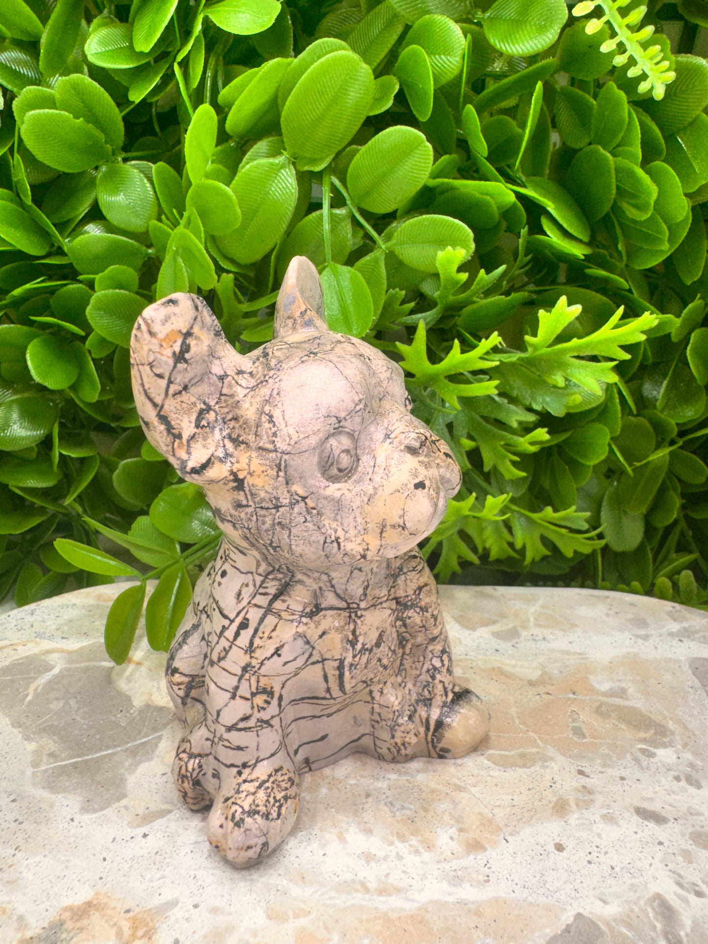 Picture Jasper French Bulldog 517g