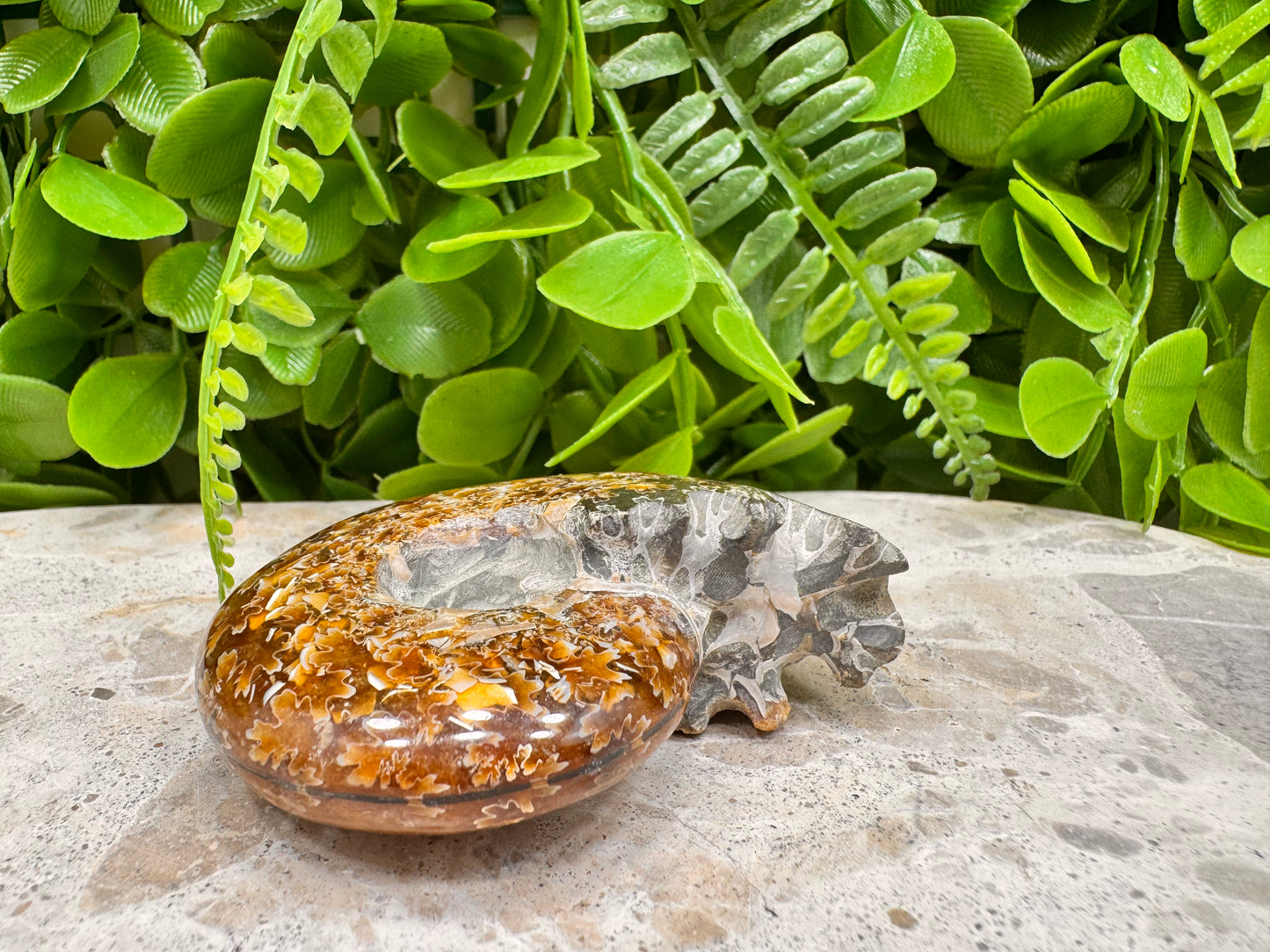 Ammonite Fossil 126g