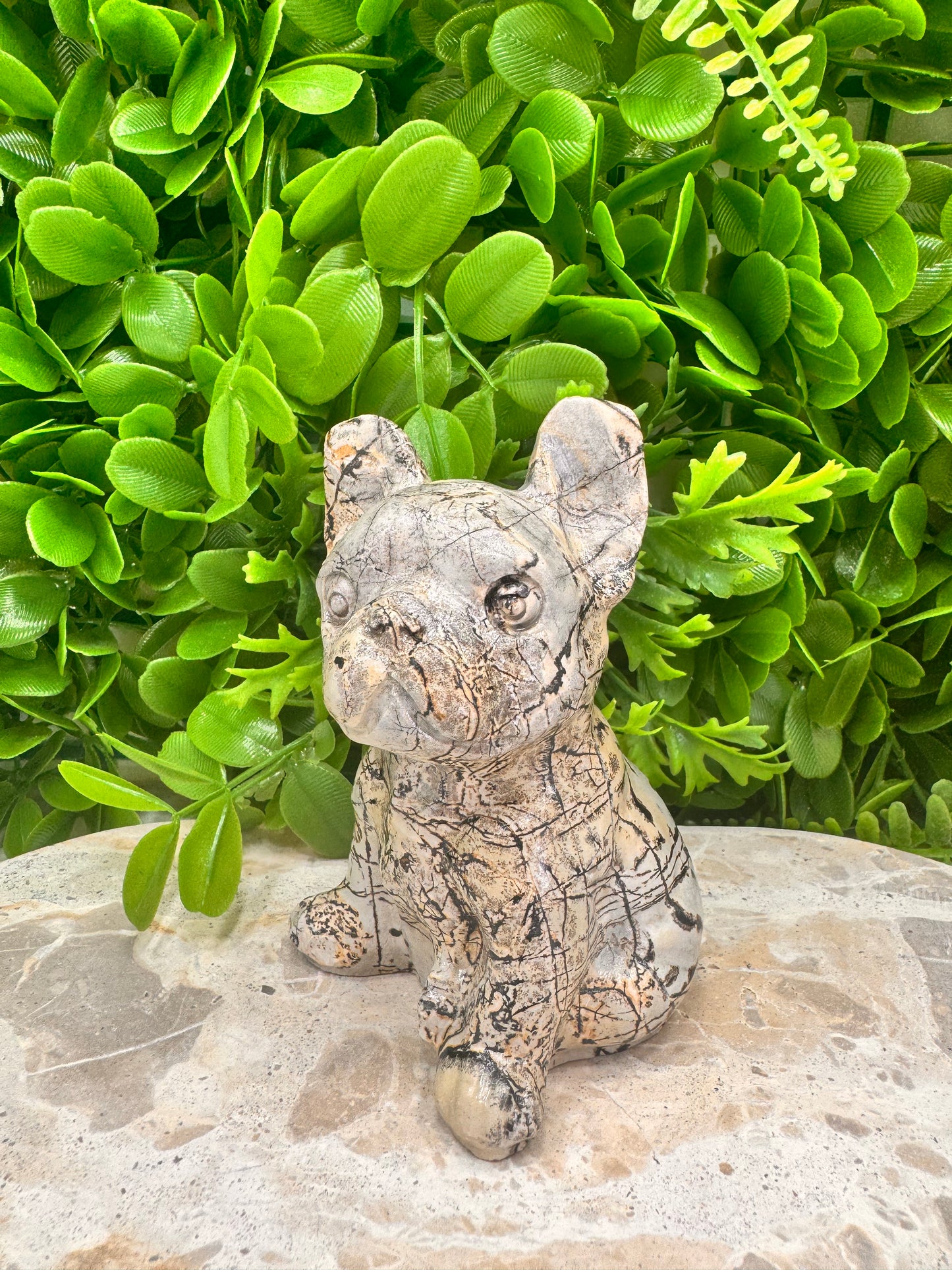 Picture Jasper French Bulldog 517g